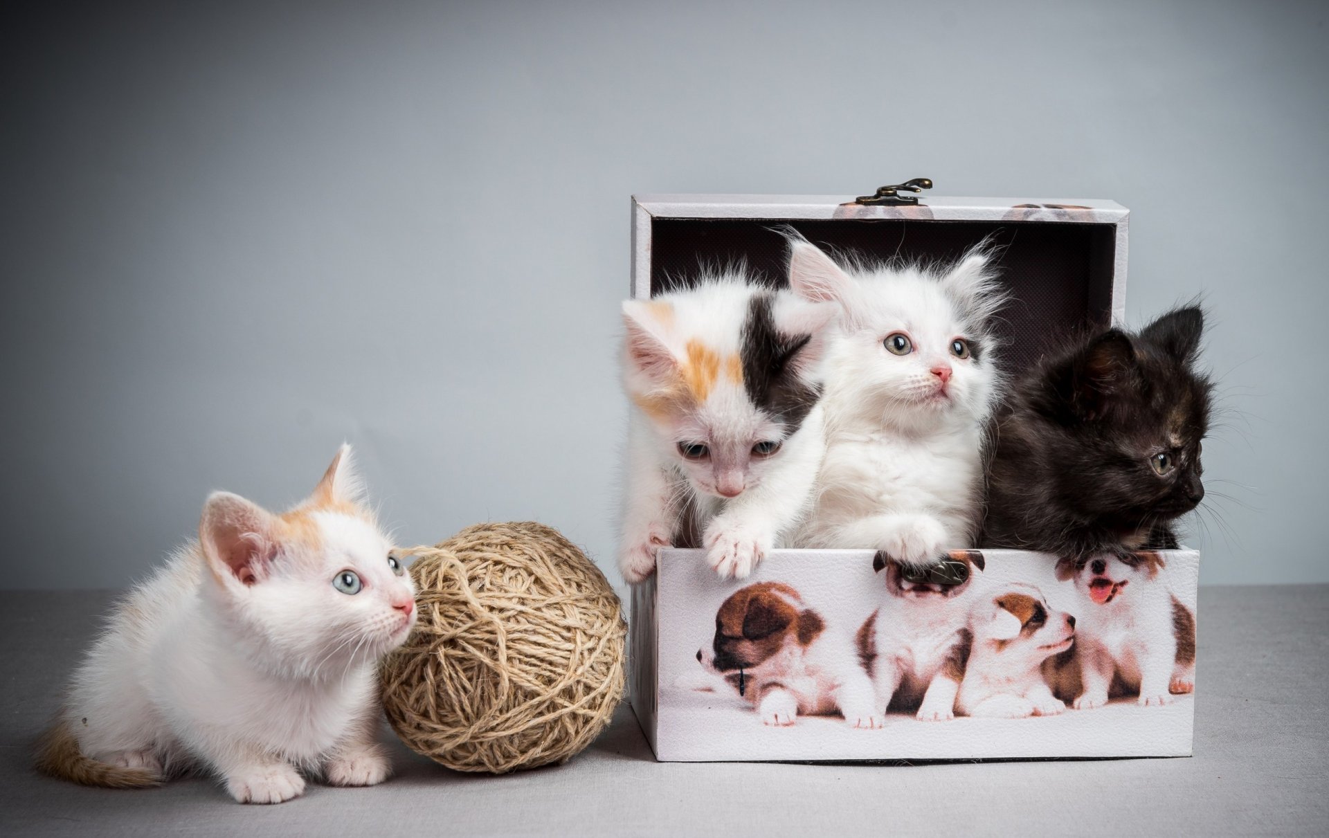 caja enredo gatitos coños