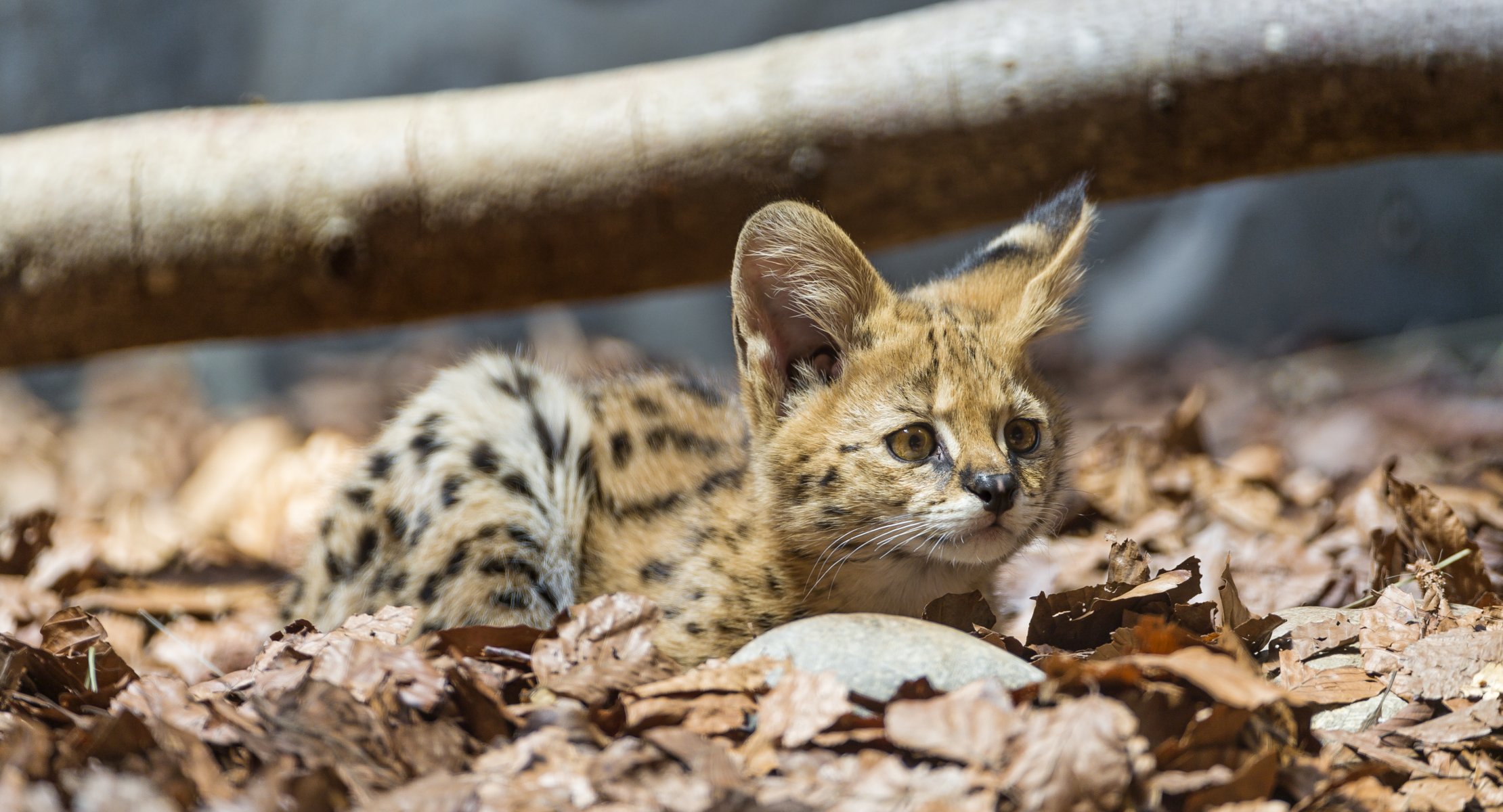 serval gatto bambino foglie sguardo ©tambako the jaguar