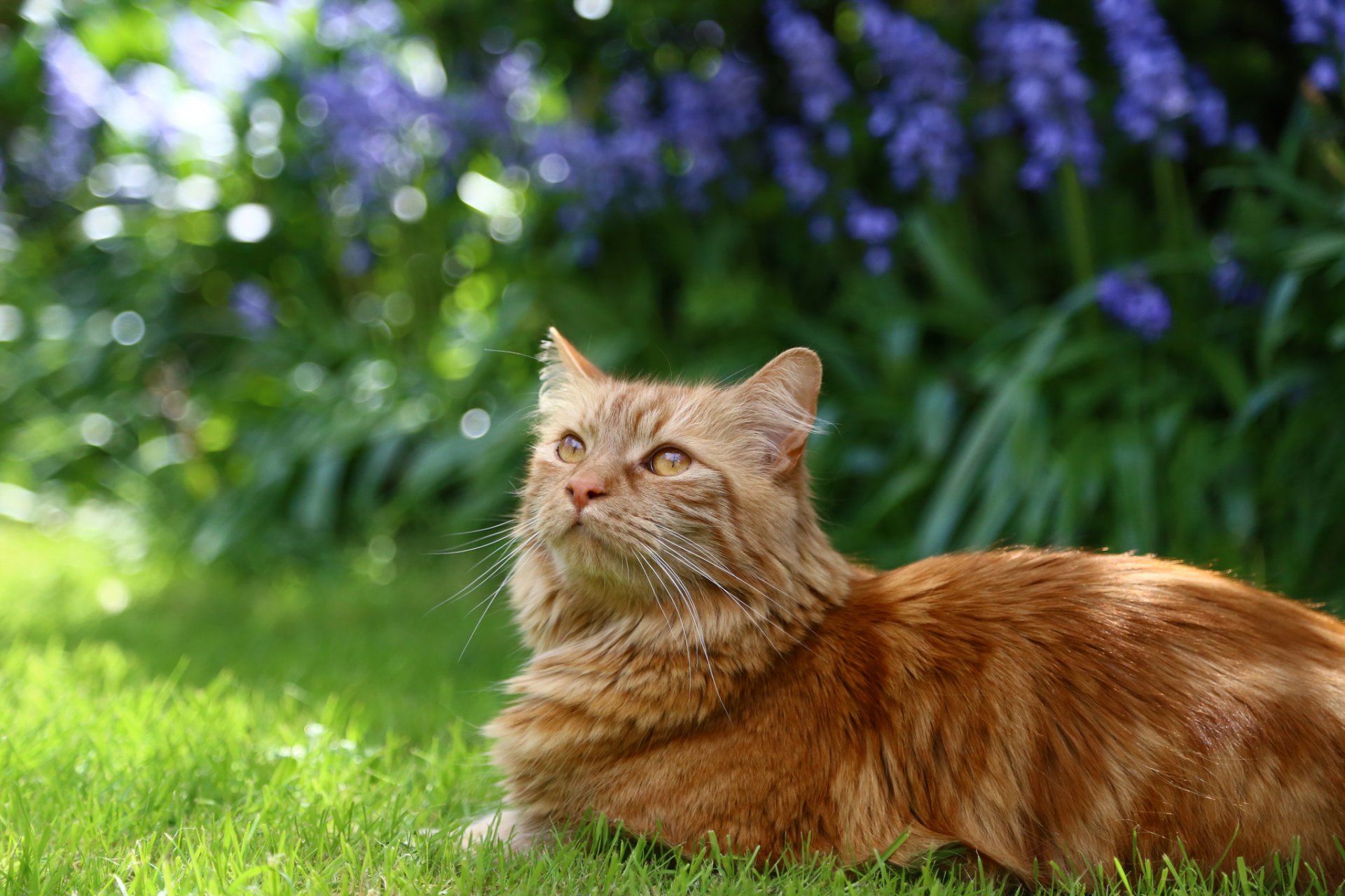 gatto gatto rosso lanuginoso erba fiori giardino