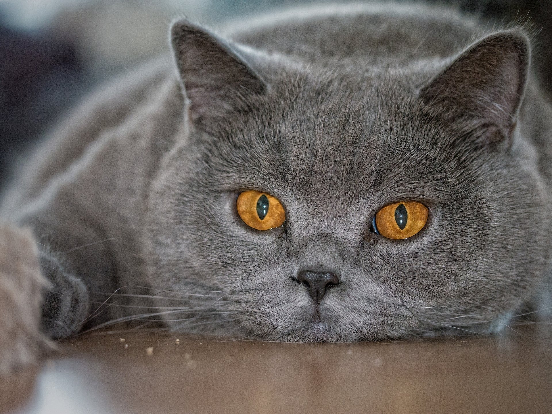 british shorthair britannico gatto muso occhi vista