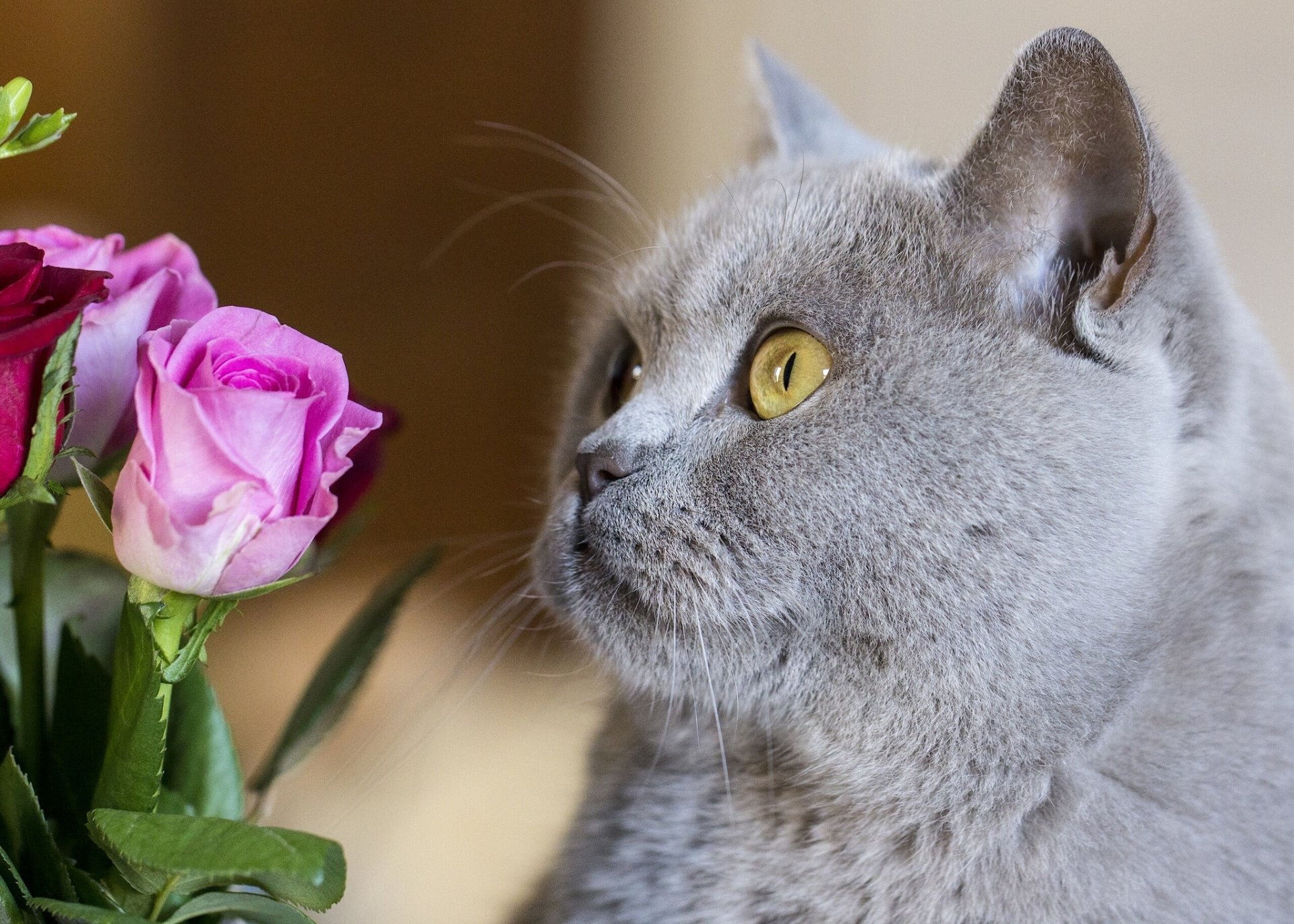 british shorthair briton cat cat muzzle flowers rose