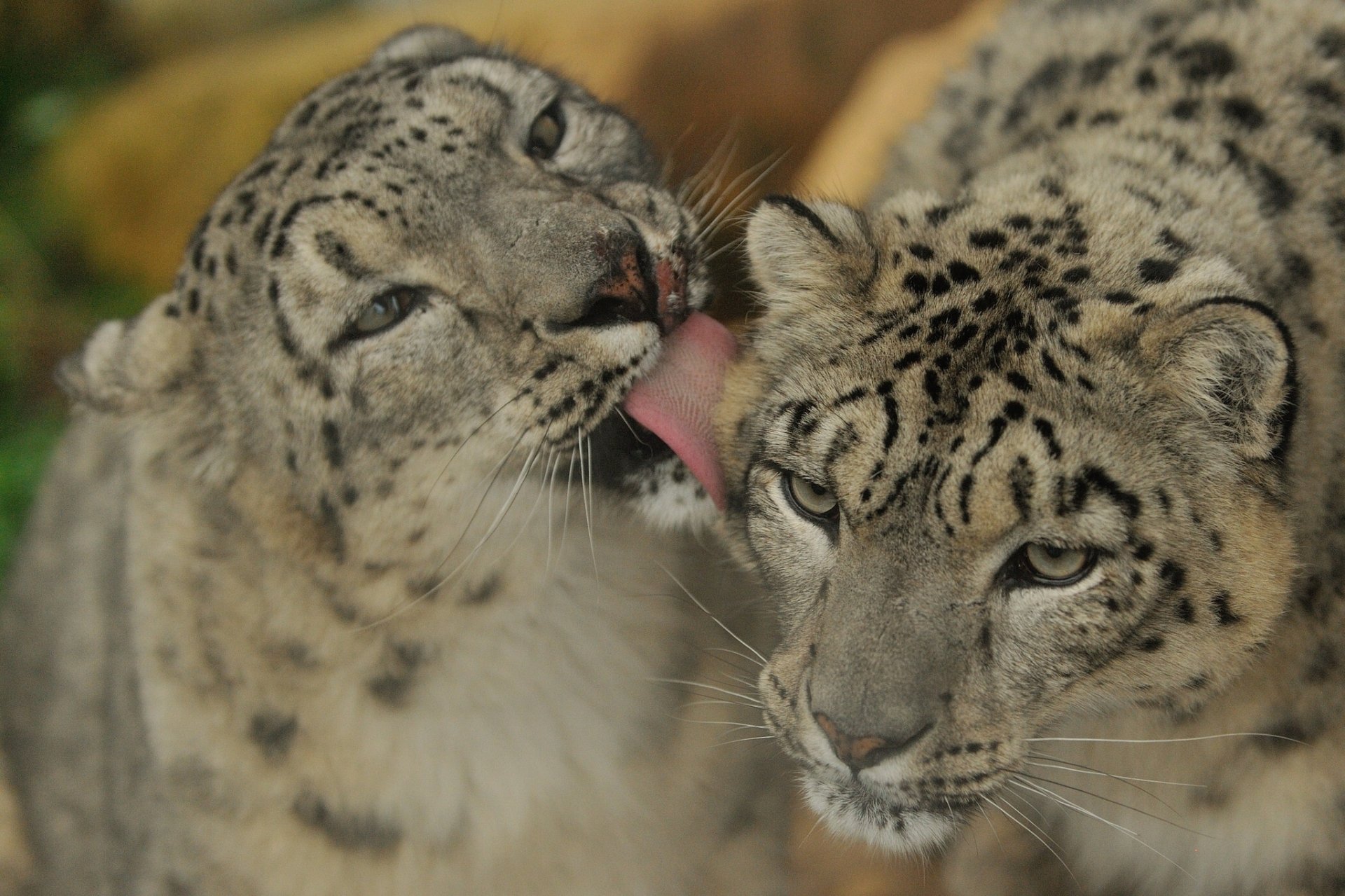 leopardo delle nevi leopardo delle nevi irbis coppia moidodyr donnole