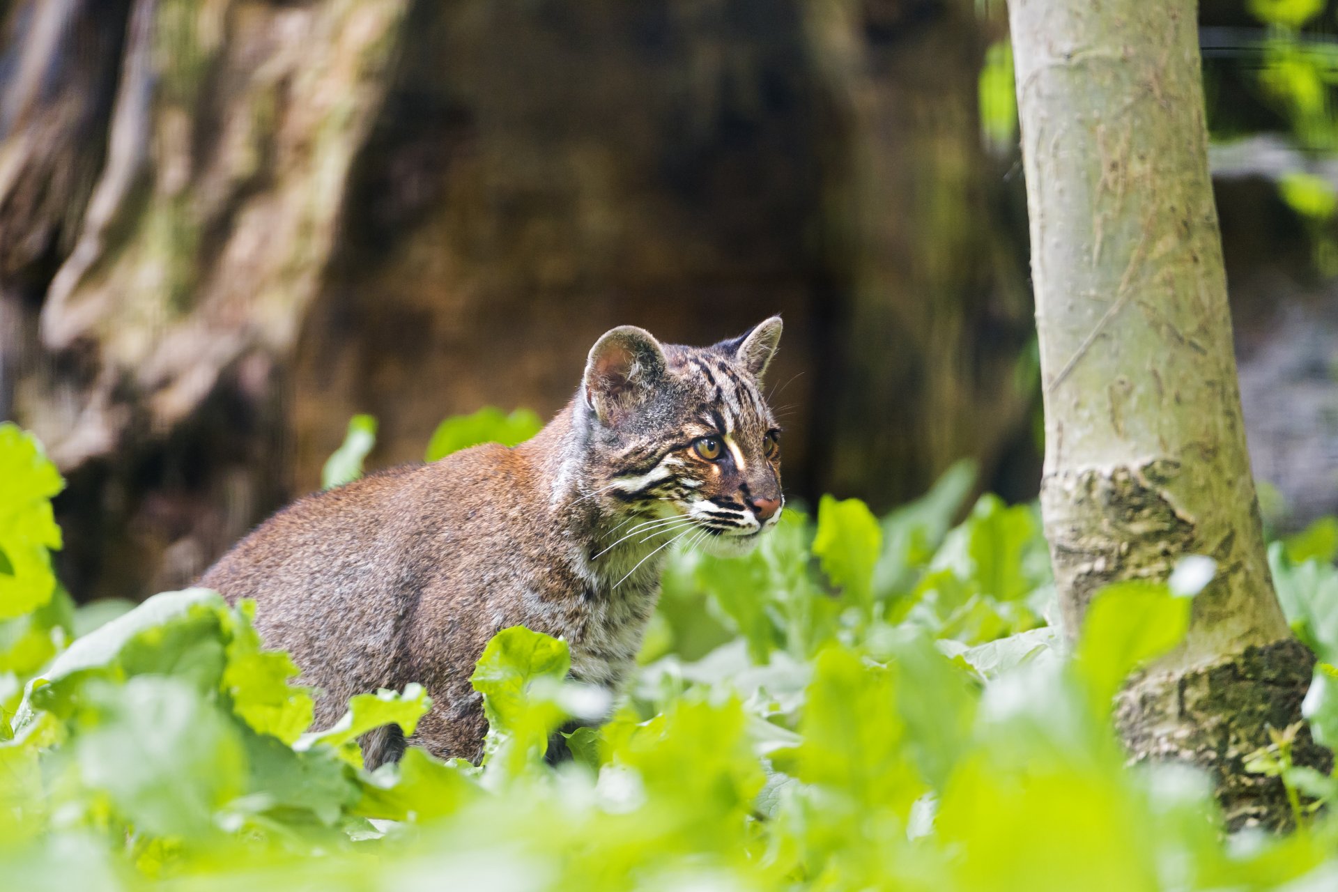 temminka golden cat cat © tambako the jaguar