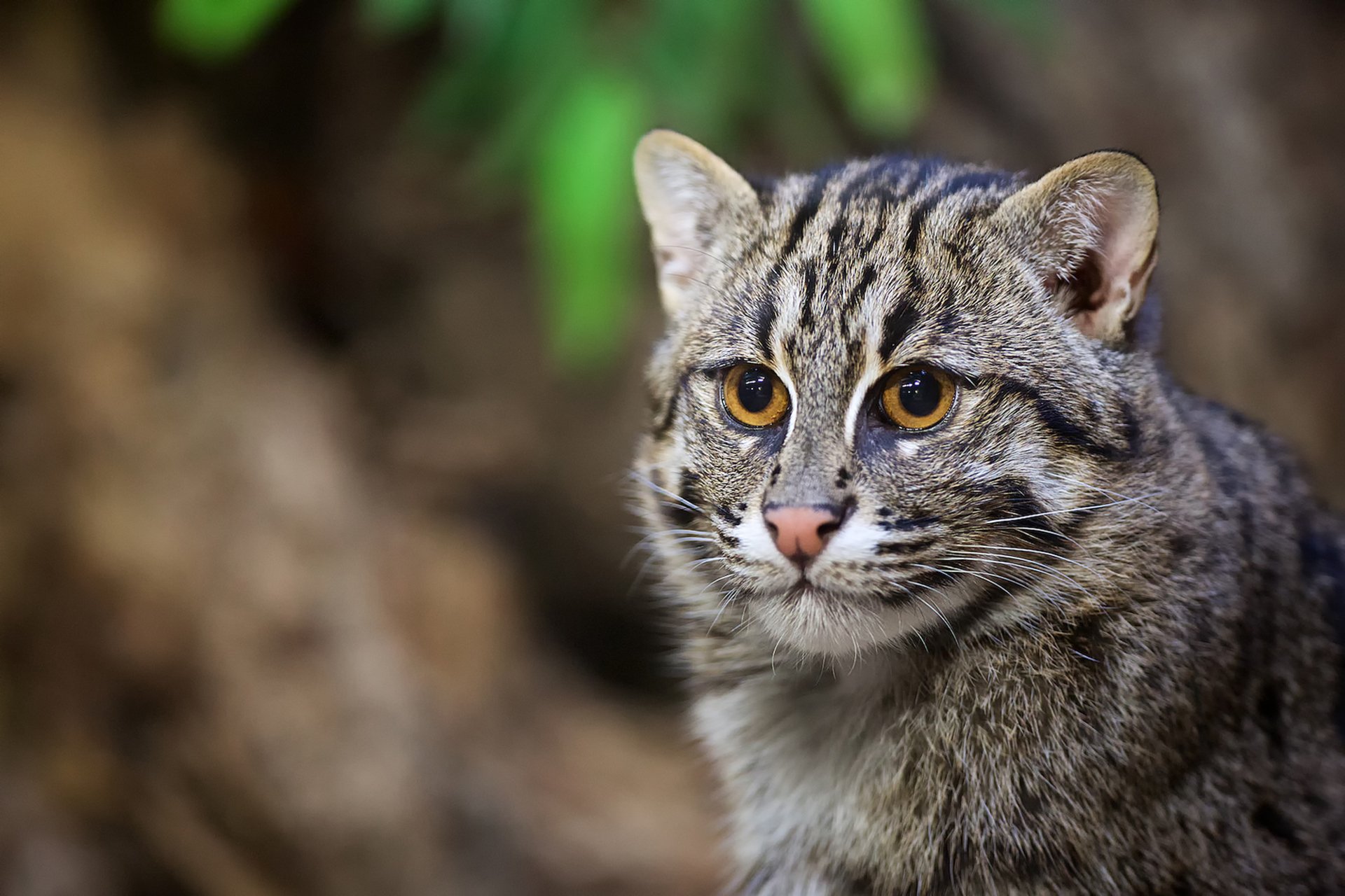 fishing cat wild cat cat predator snout portrait