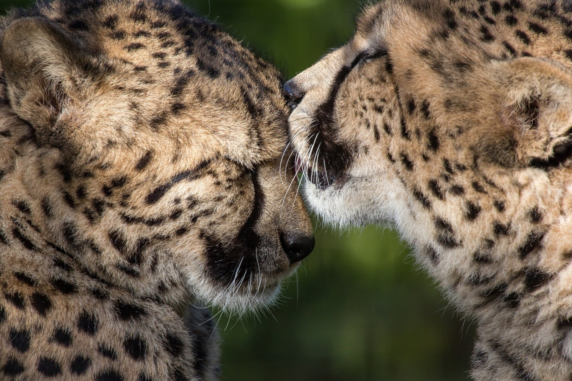 geparden wildkatzen raubtiere paar zuneigung fürsorge freundschaft liebe