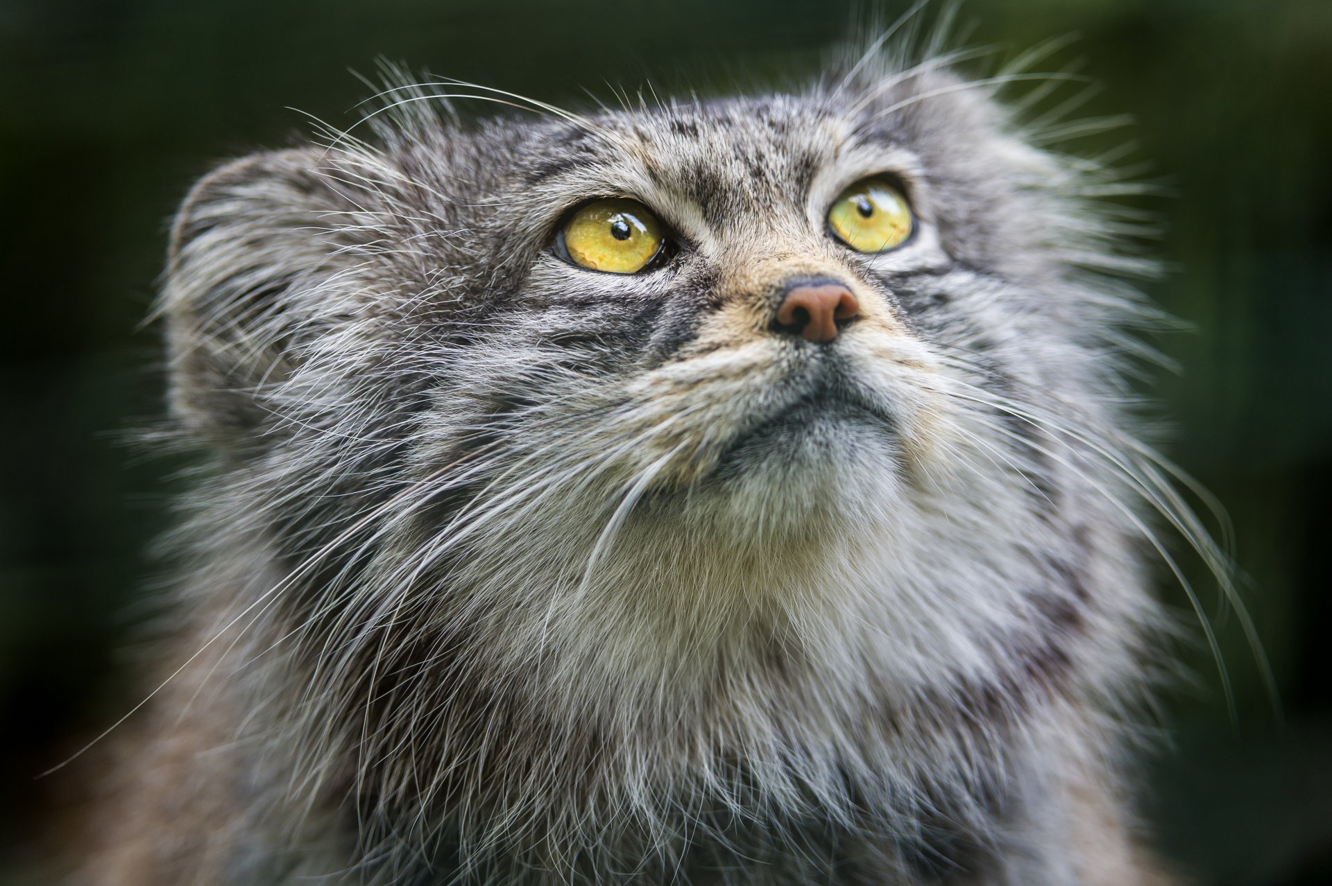 manul kot pysk spojrzenie ©tambako the jaguar