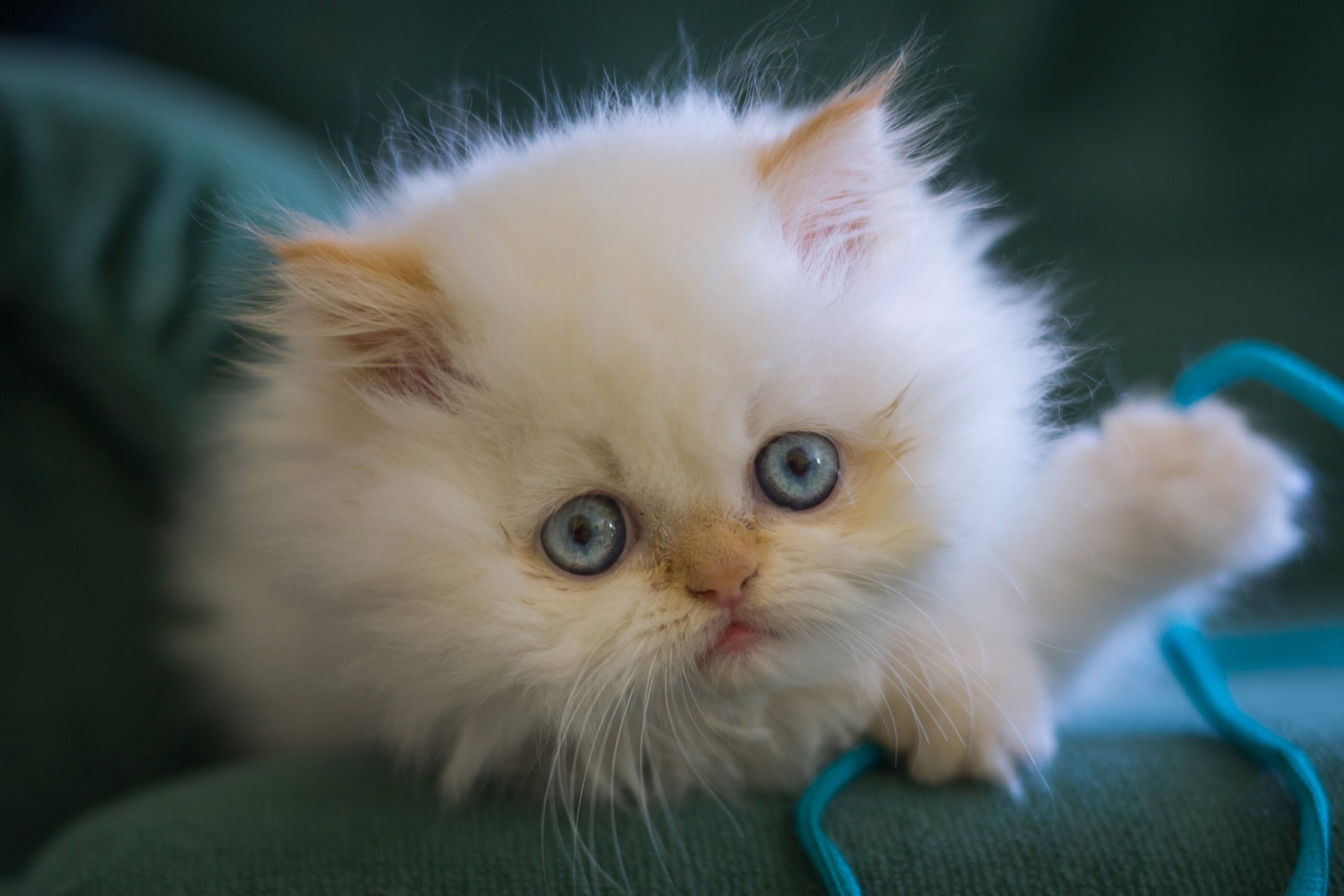 white furry blue eyes snout view