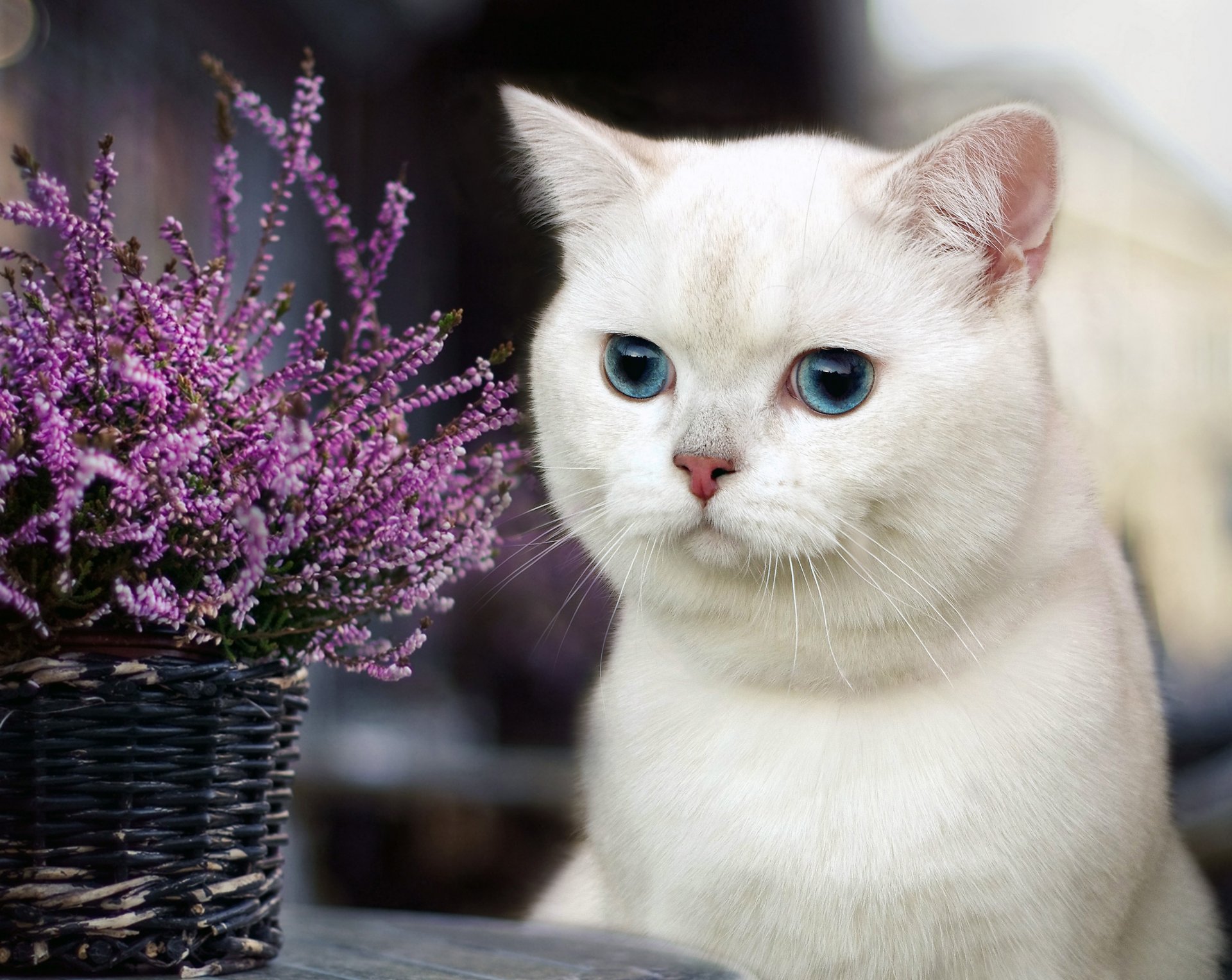 gato ojos flores