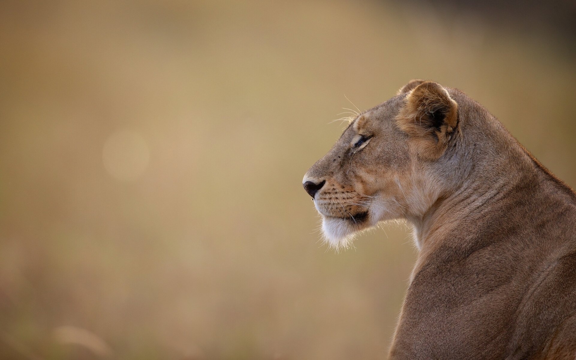 lioness portrait wild cat