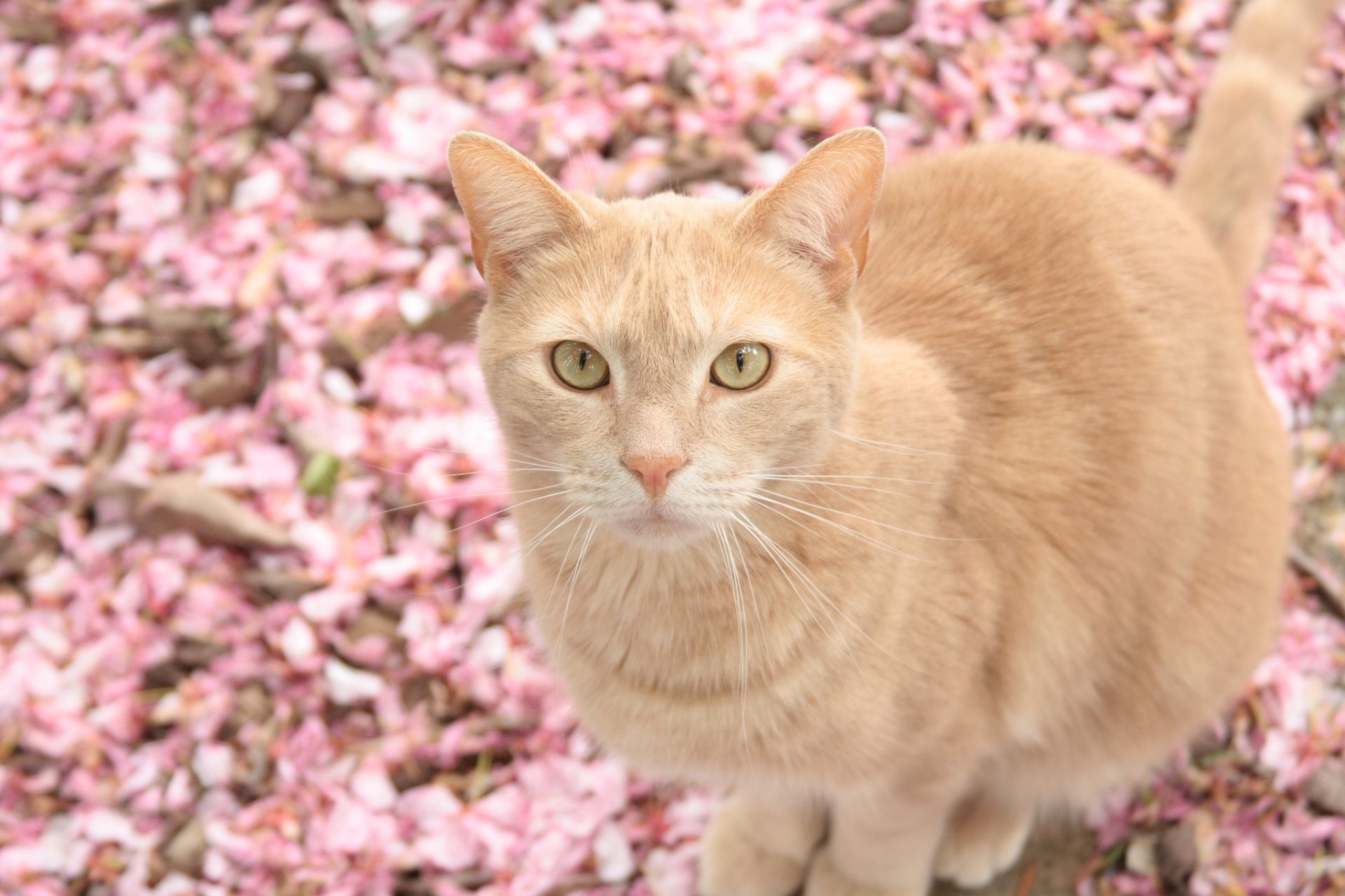 petals fallen background cat beige watche