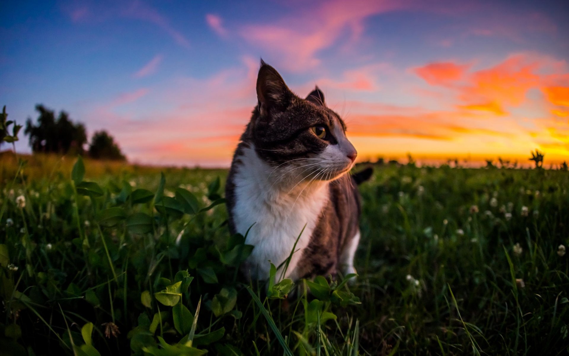 cat wool grass sky clouds nature