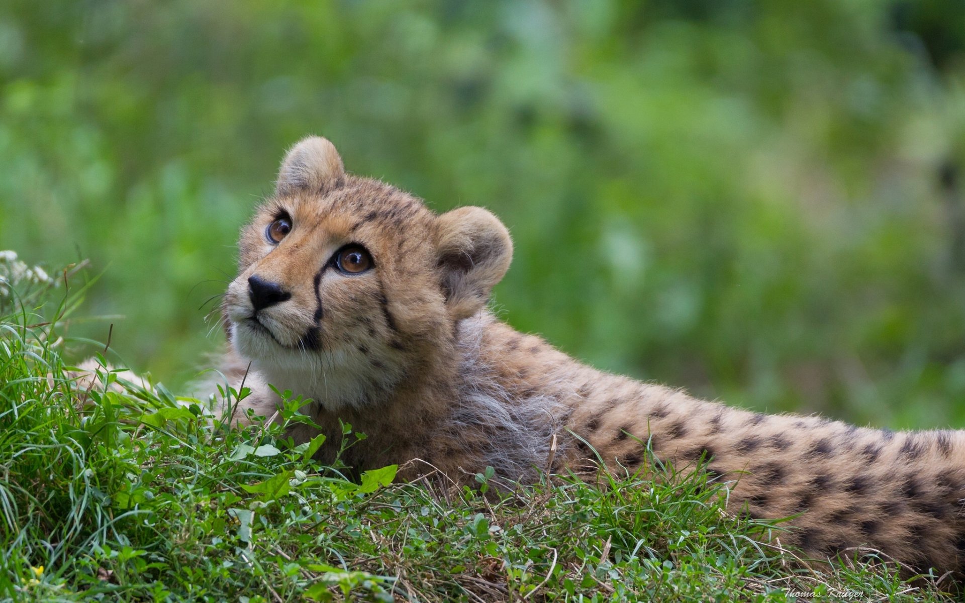 cheetah wild cat predator view gra