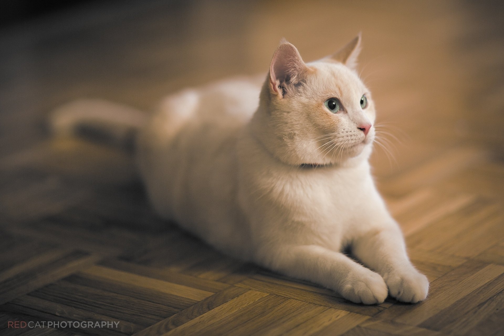 gatto gatto bianco muso riposo si trova parquet