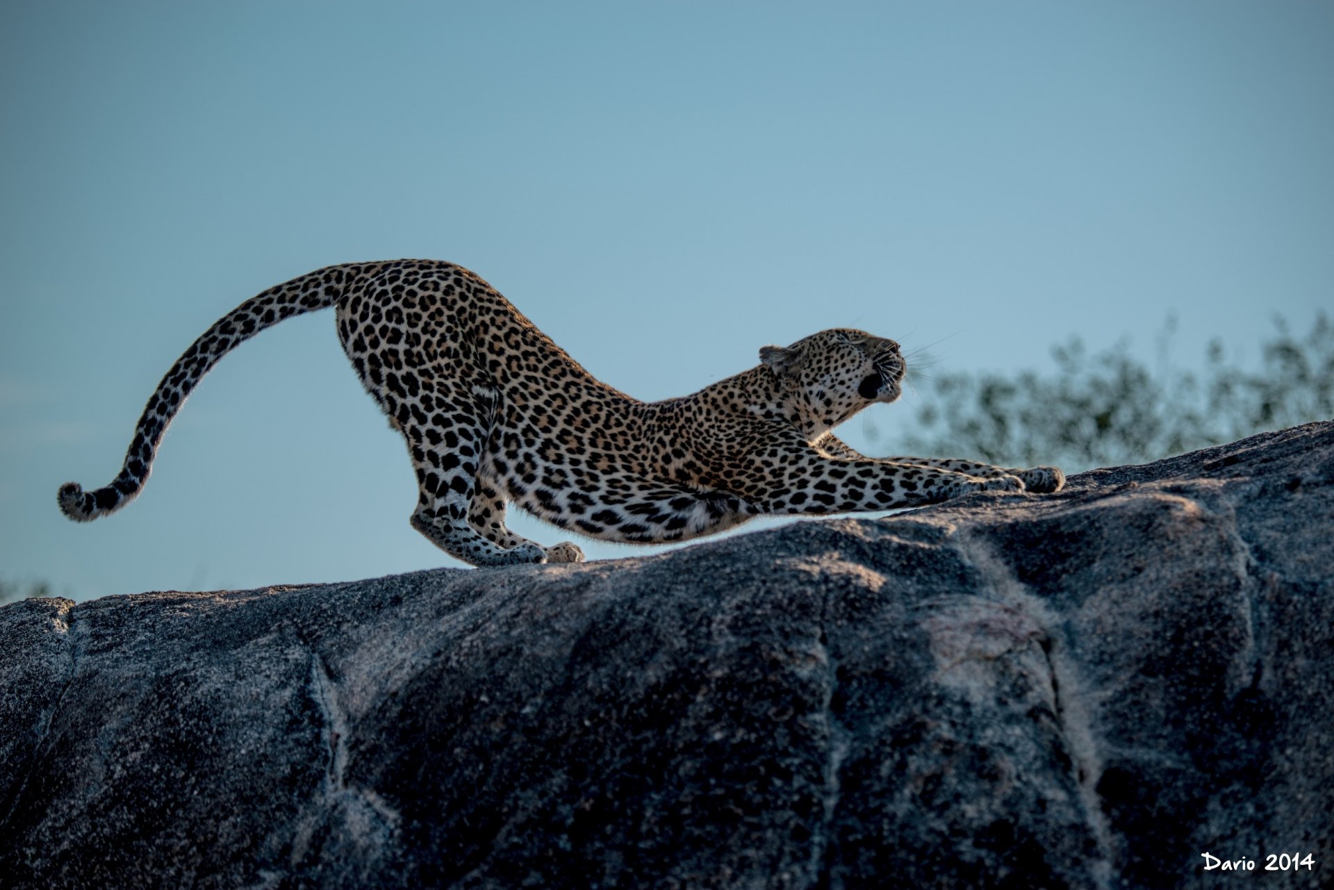 leopardo gato salvaje depredador pose tirando patas perfil manchas