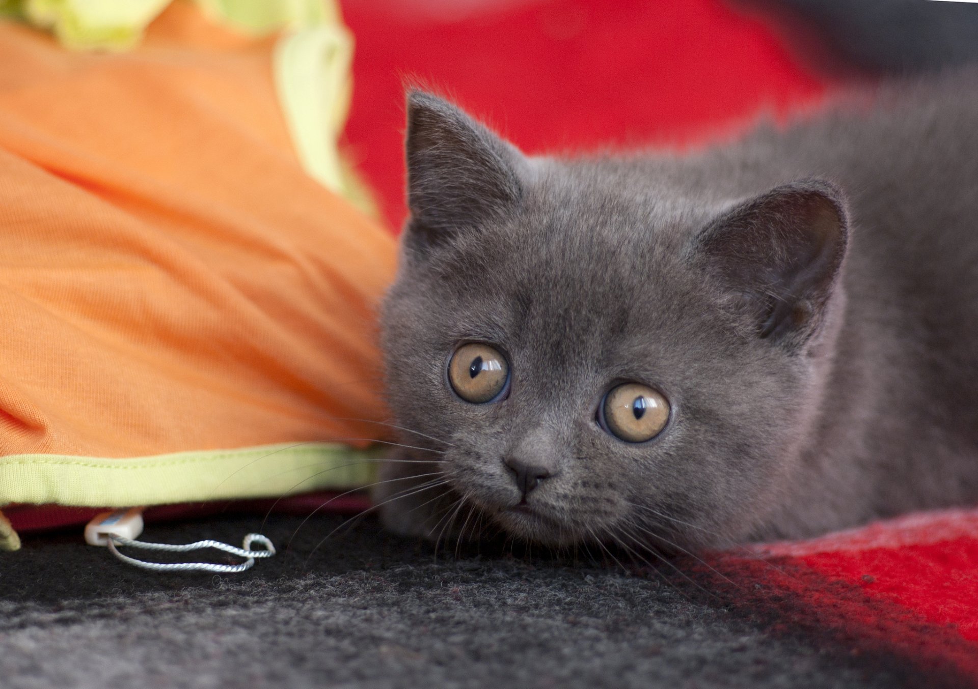 le regard les yeux