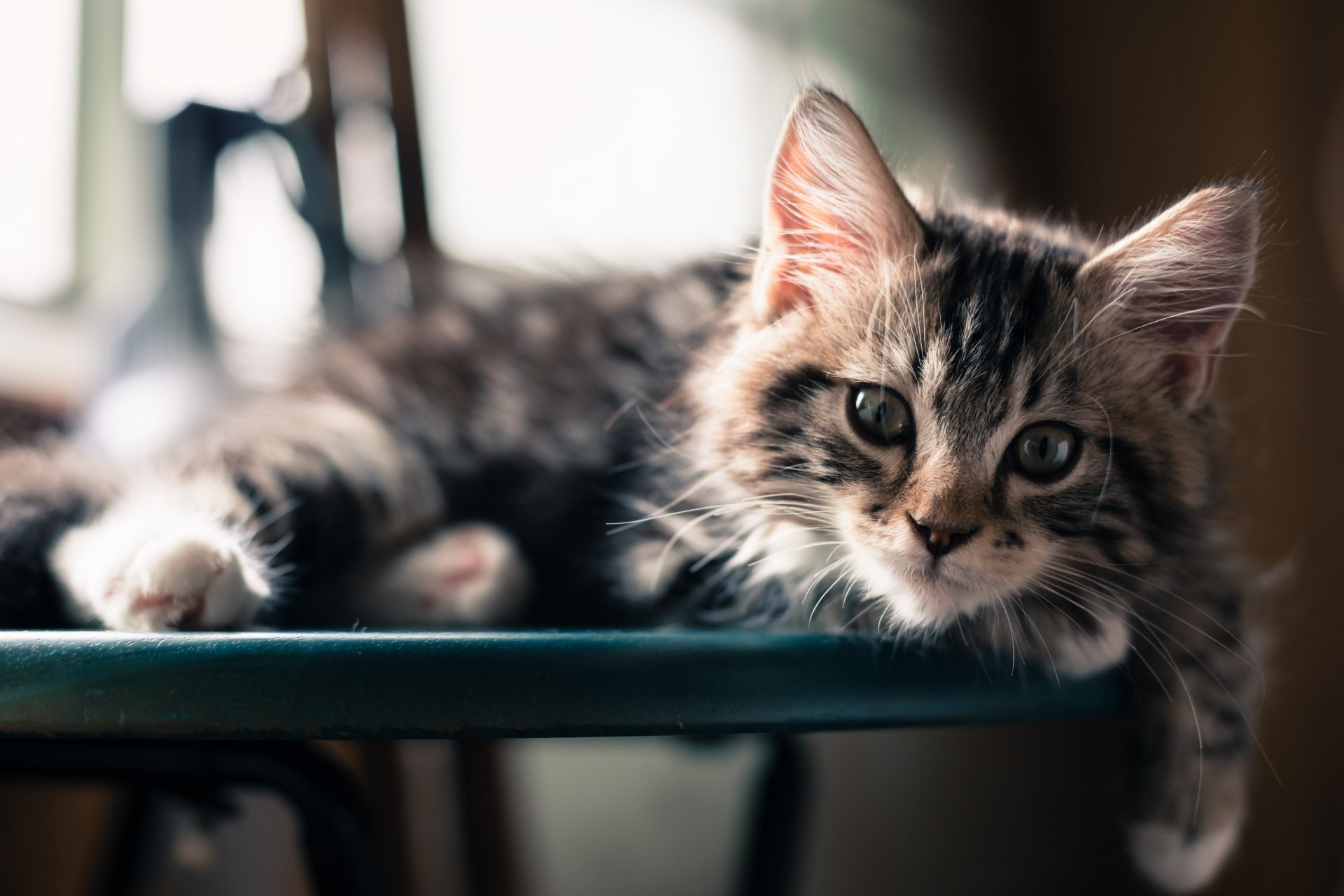 katze maulkorb blick