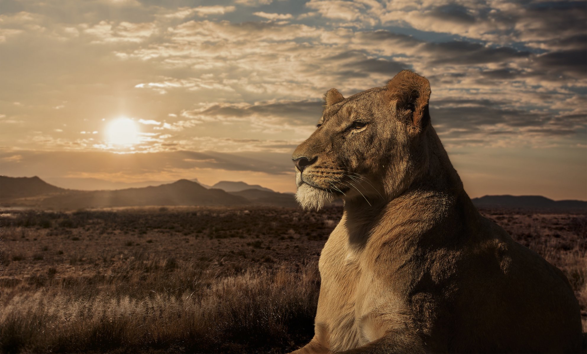 leone leonessa savana tramonto