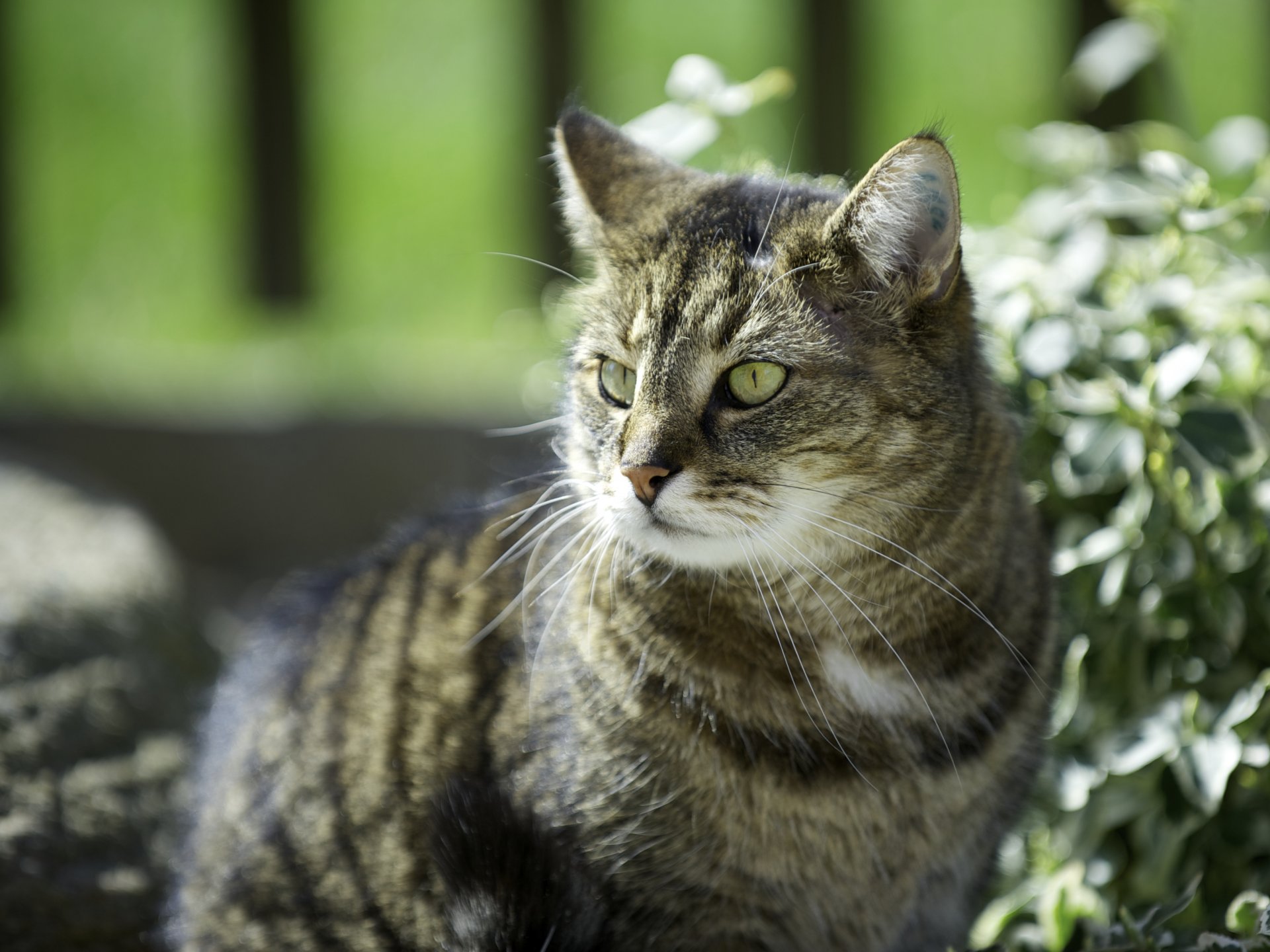 gato gato soleado plantas hojas