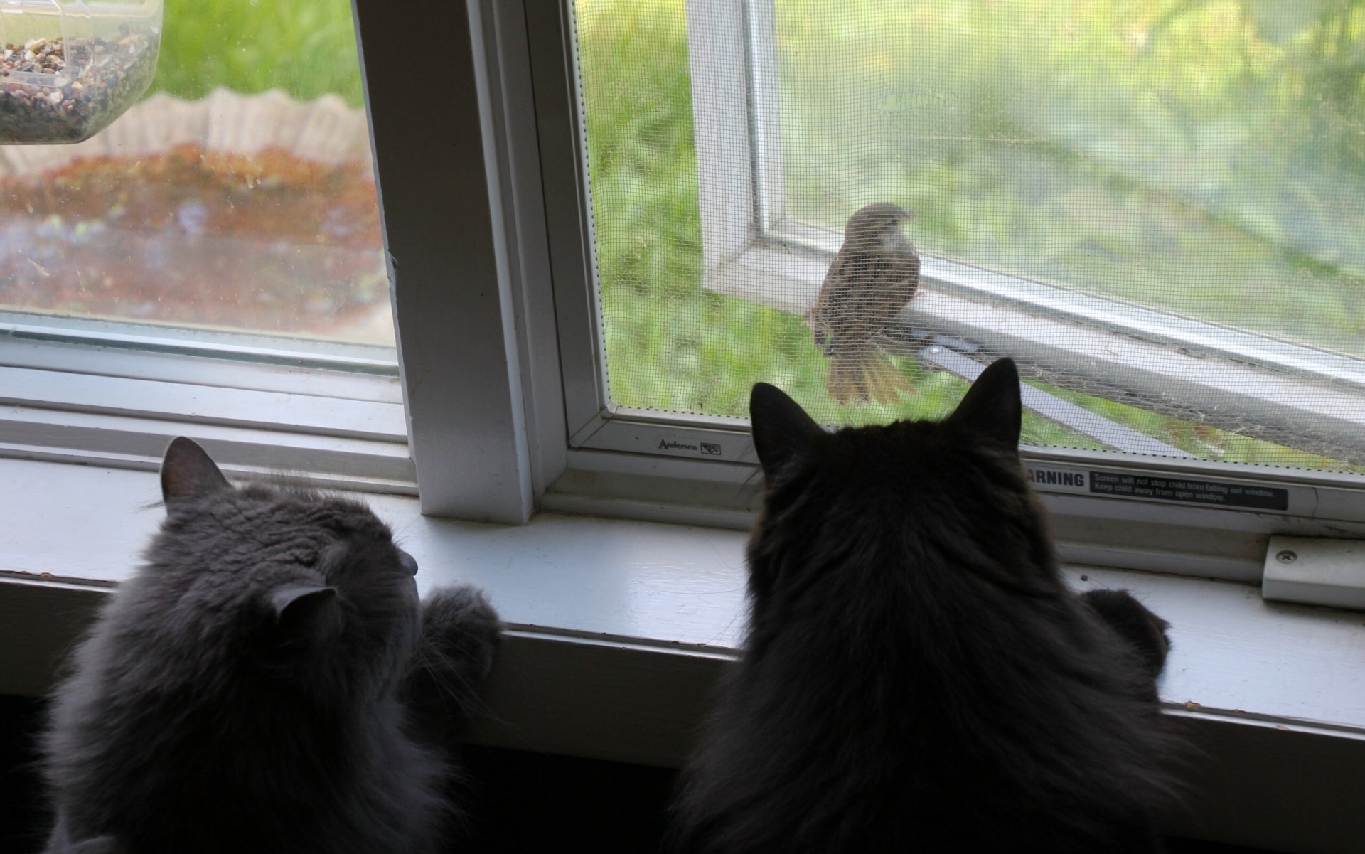 cats cats sparrow bird observation window