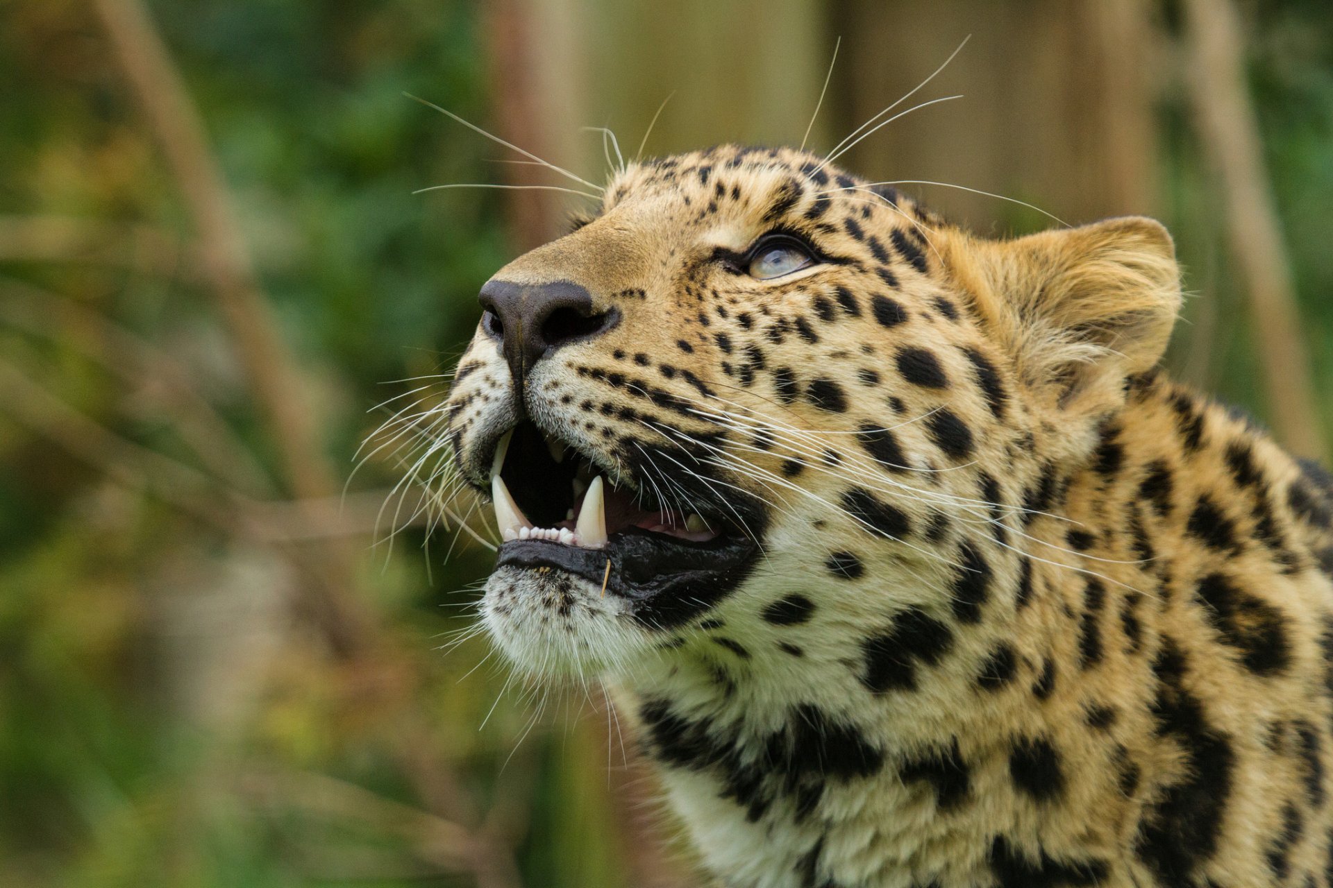 amur-leopard katze leopard schnauze blick