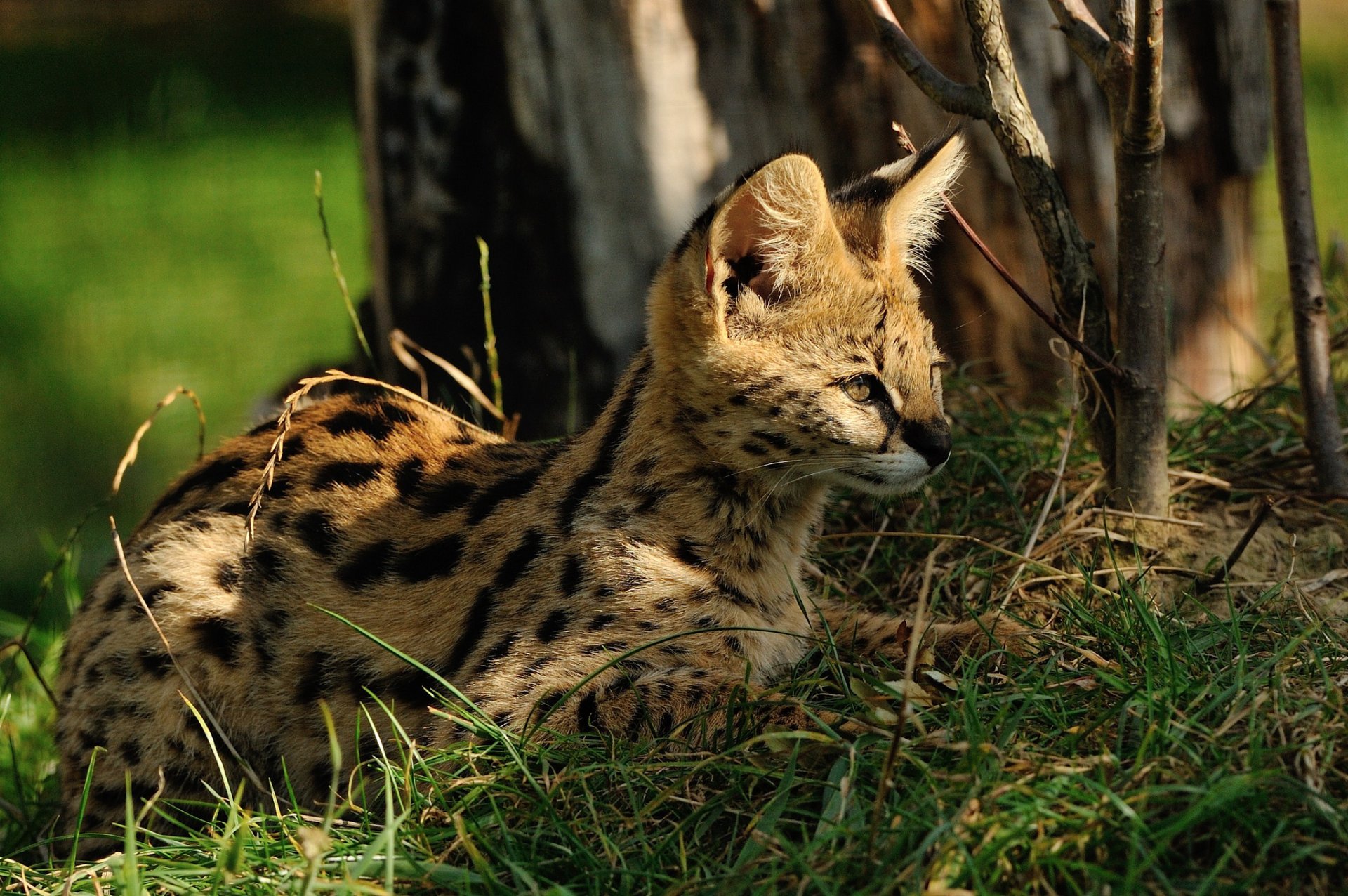 serval katze gras sonne