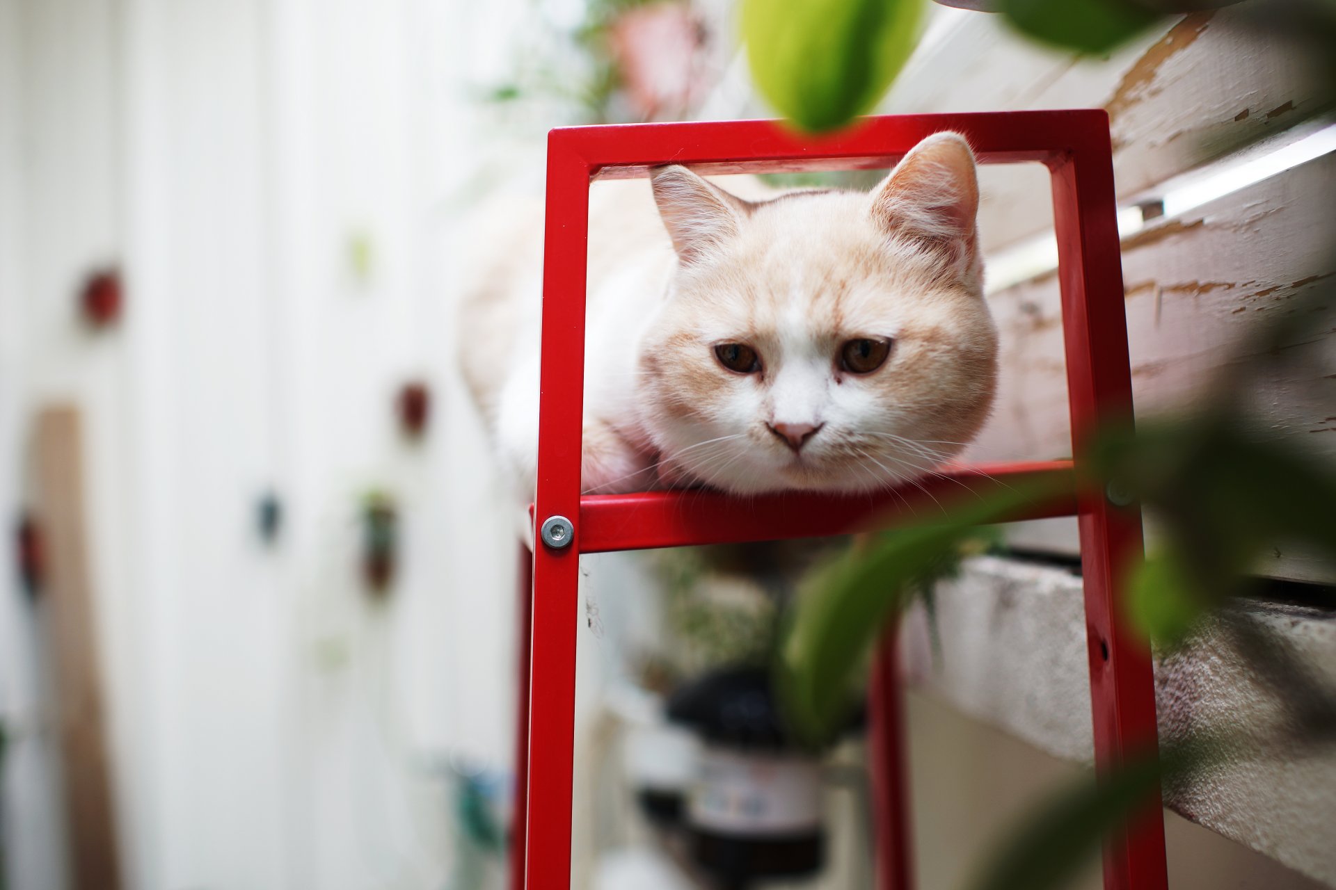 chat vue été