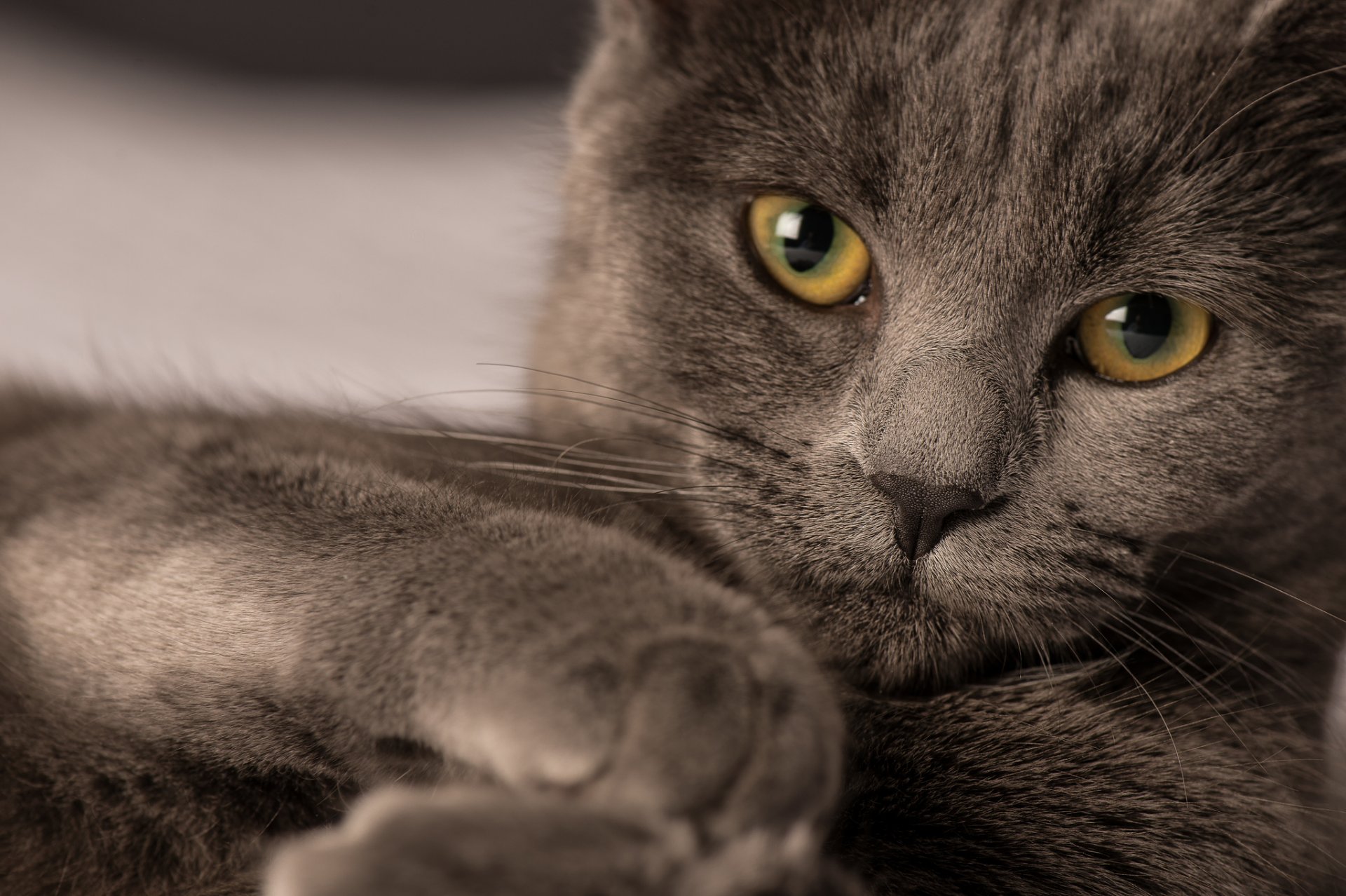 gatto koshak kotyara occhi sguardo