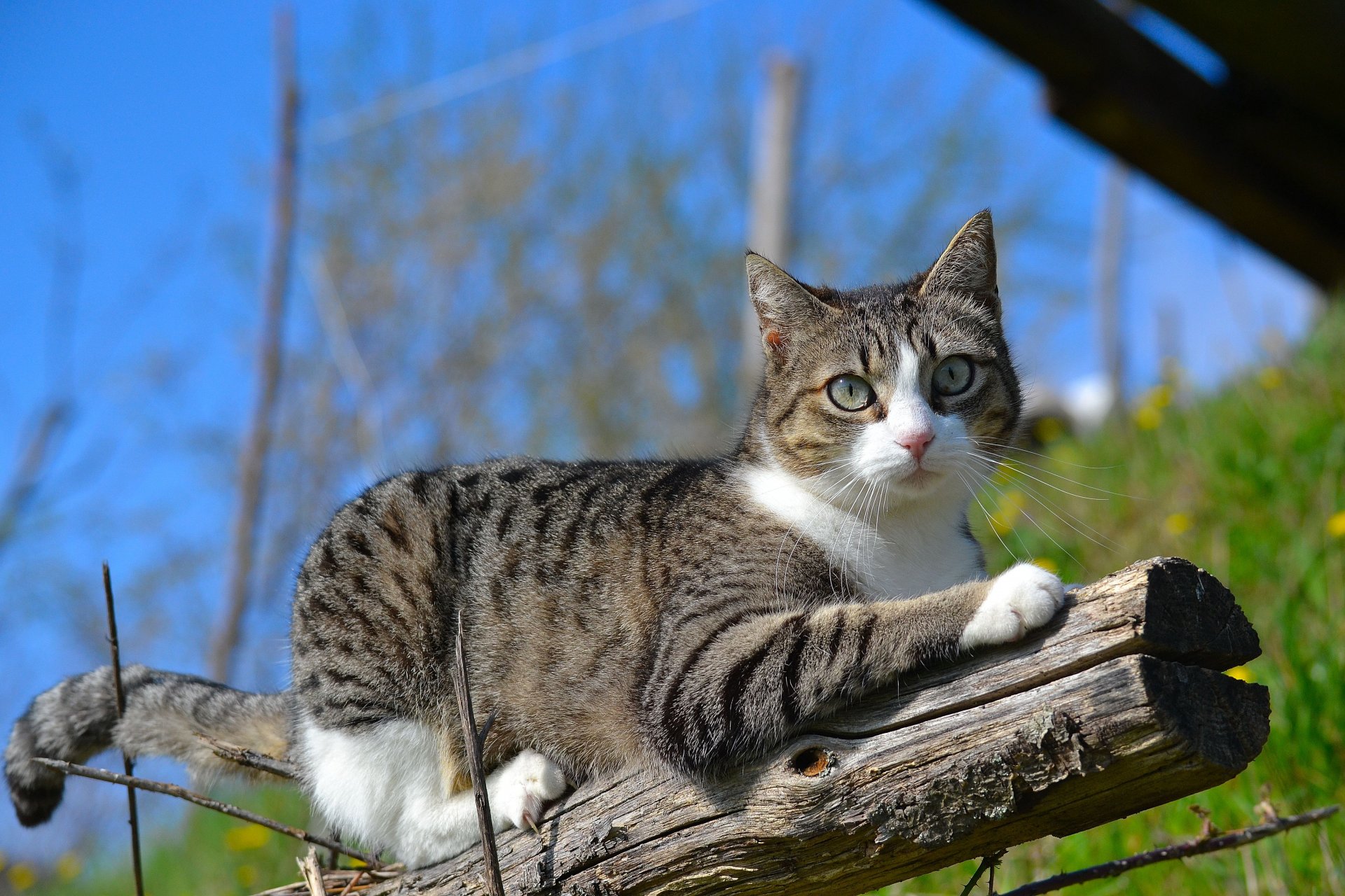 cat cat nature log branch