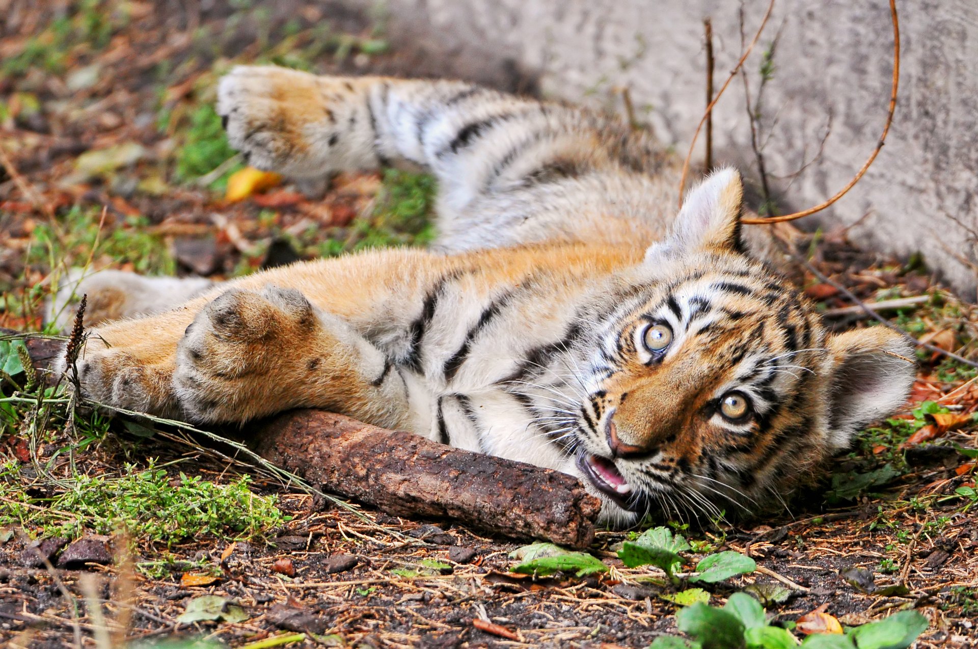 tiger cub amur cat tiger stick look cub ©tambako the jaguar