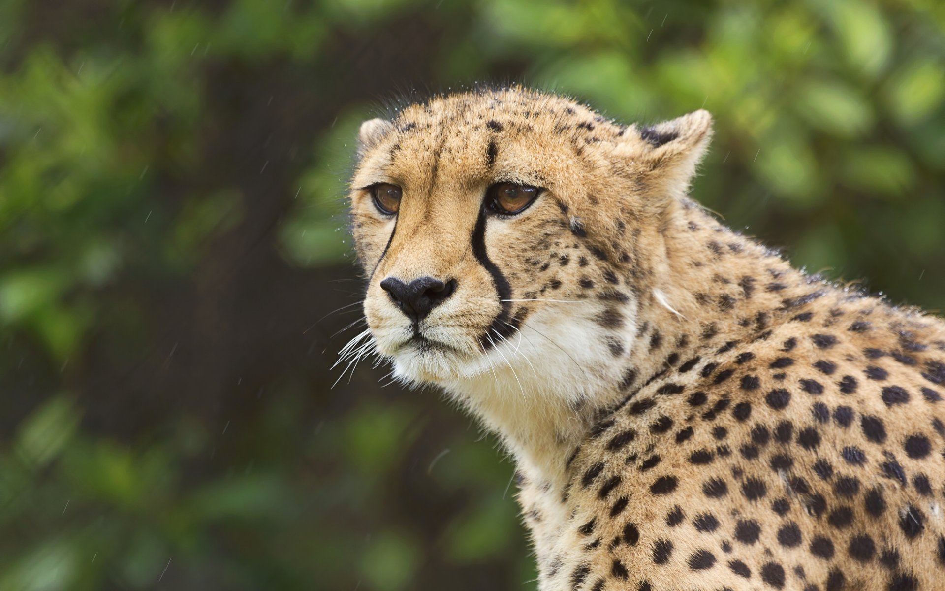 gepard wildkatze blick porträt