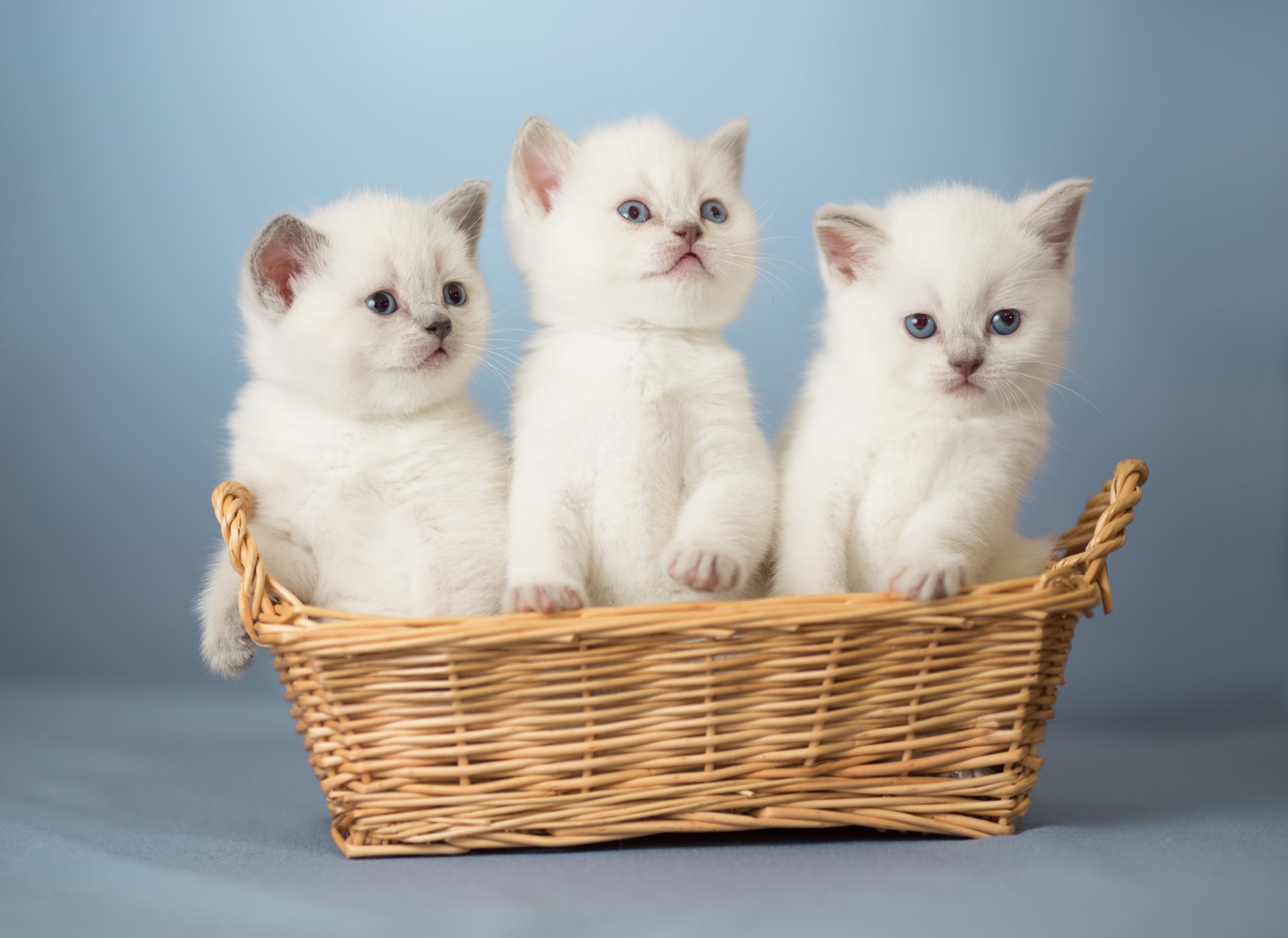 gattini bambini trio trinità cestino