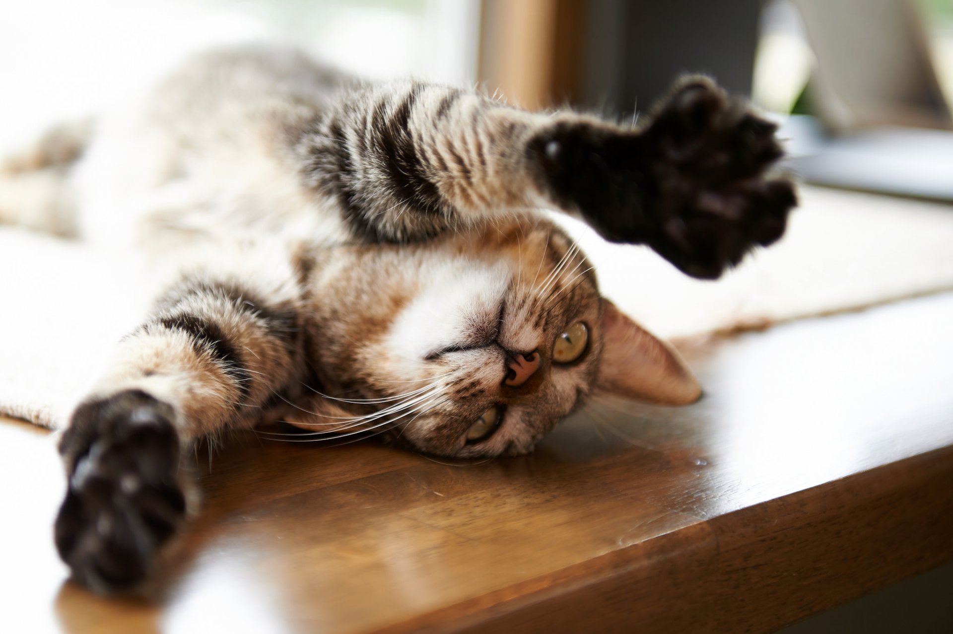 chat chat se trouve pattes table