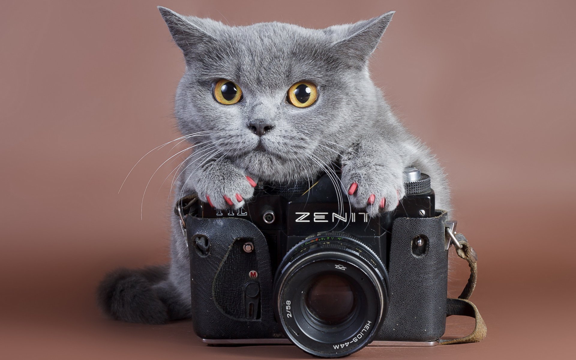 katze blick zenit