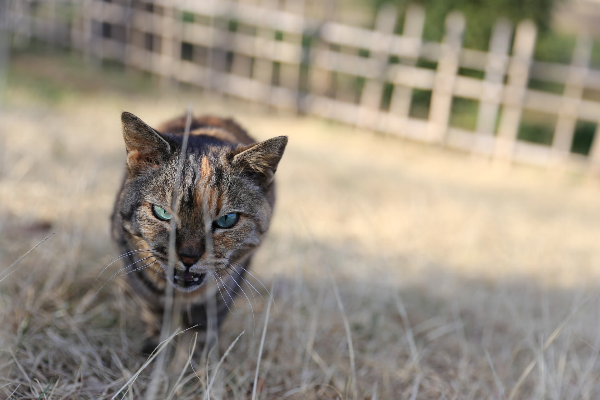 gatto koshak kotyara zlyuka occhi vista