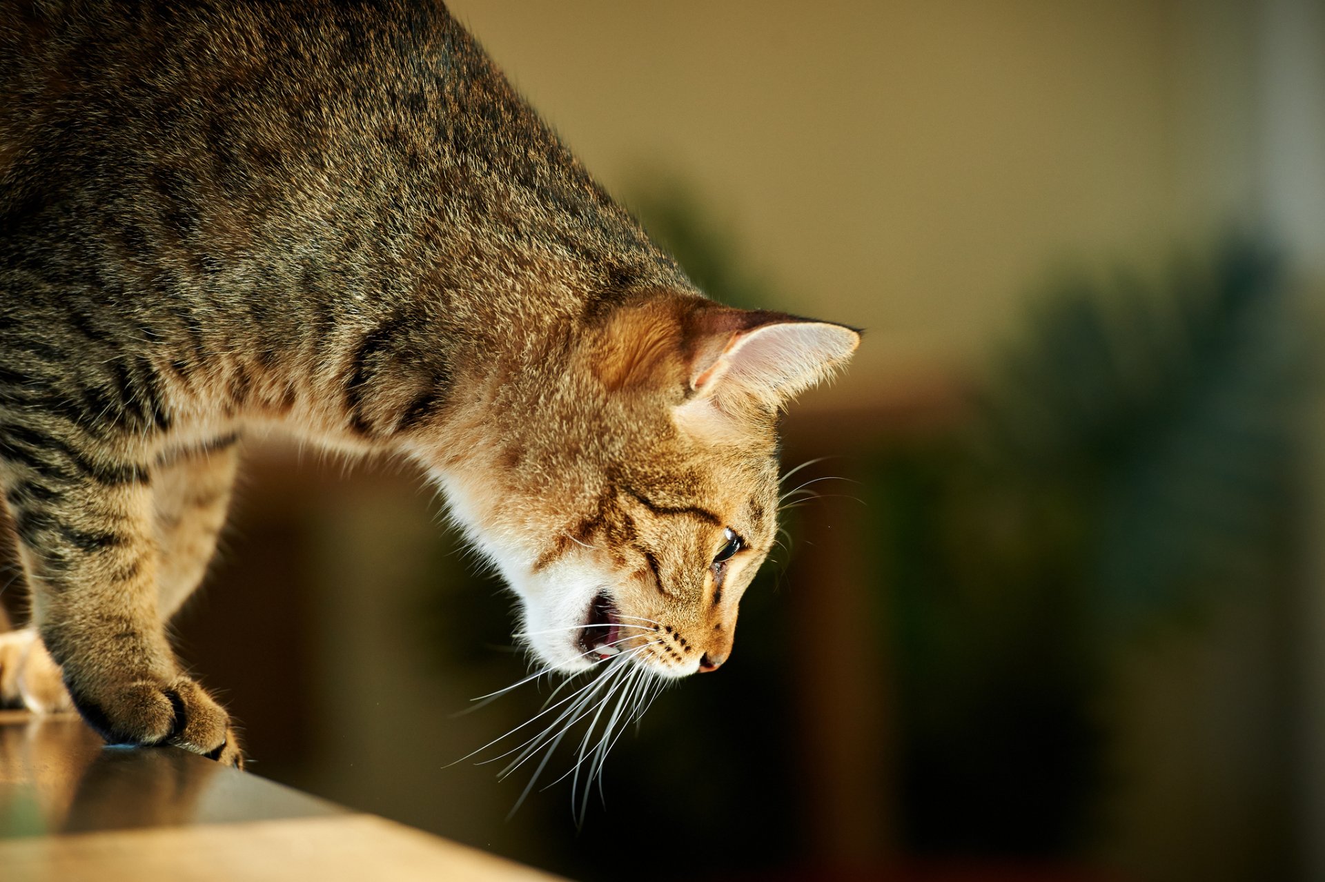 chat attention moustache maison chat