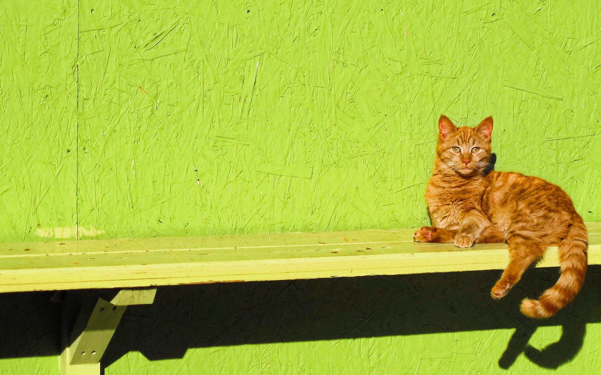 gato banco mirada