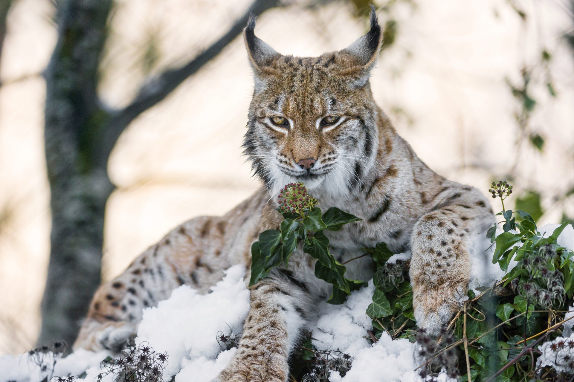 рысь кошка снег взгляд цветок ©tambako the jaguar