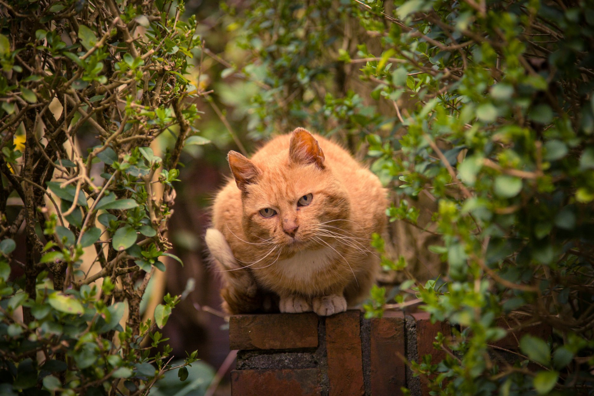 árboles arbusto cerca gato pelirroja vista