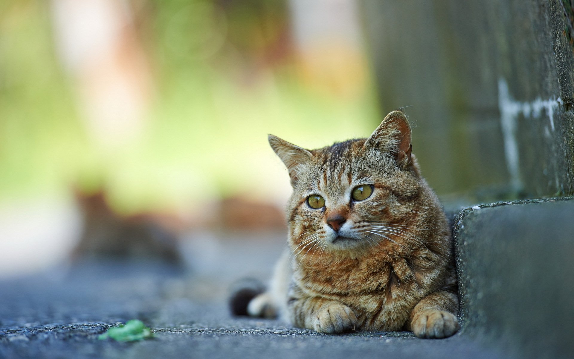 cat street background