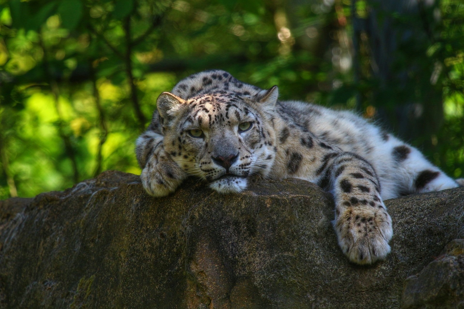 leopardo de las nieves irbis gato salvaje depredador hocico patas descanso