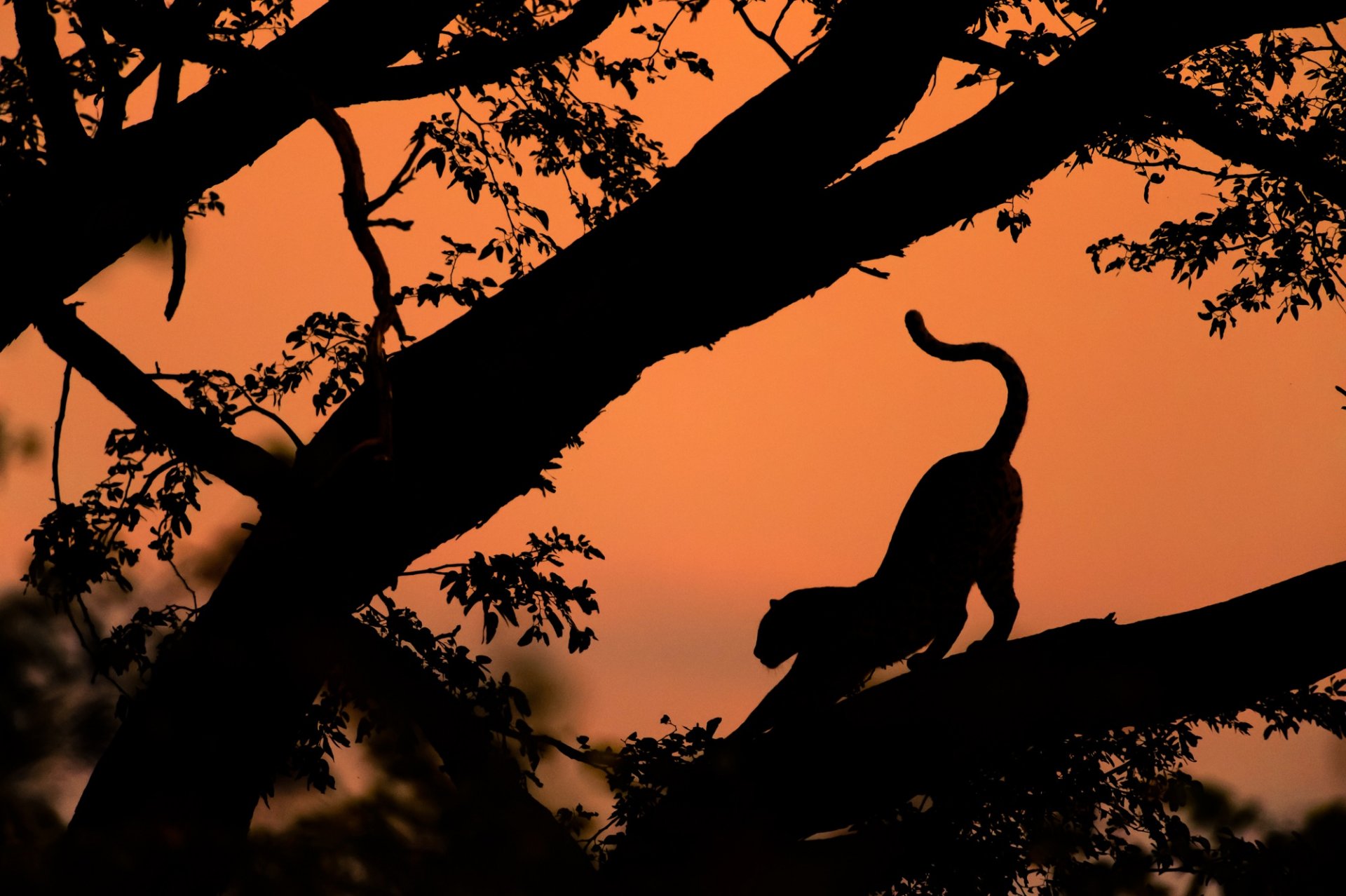 leopard silhouetten bäume