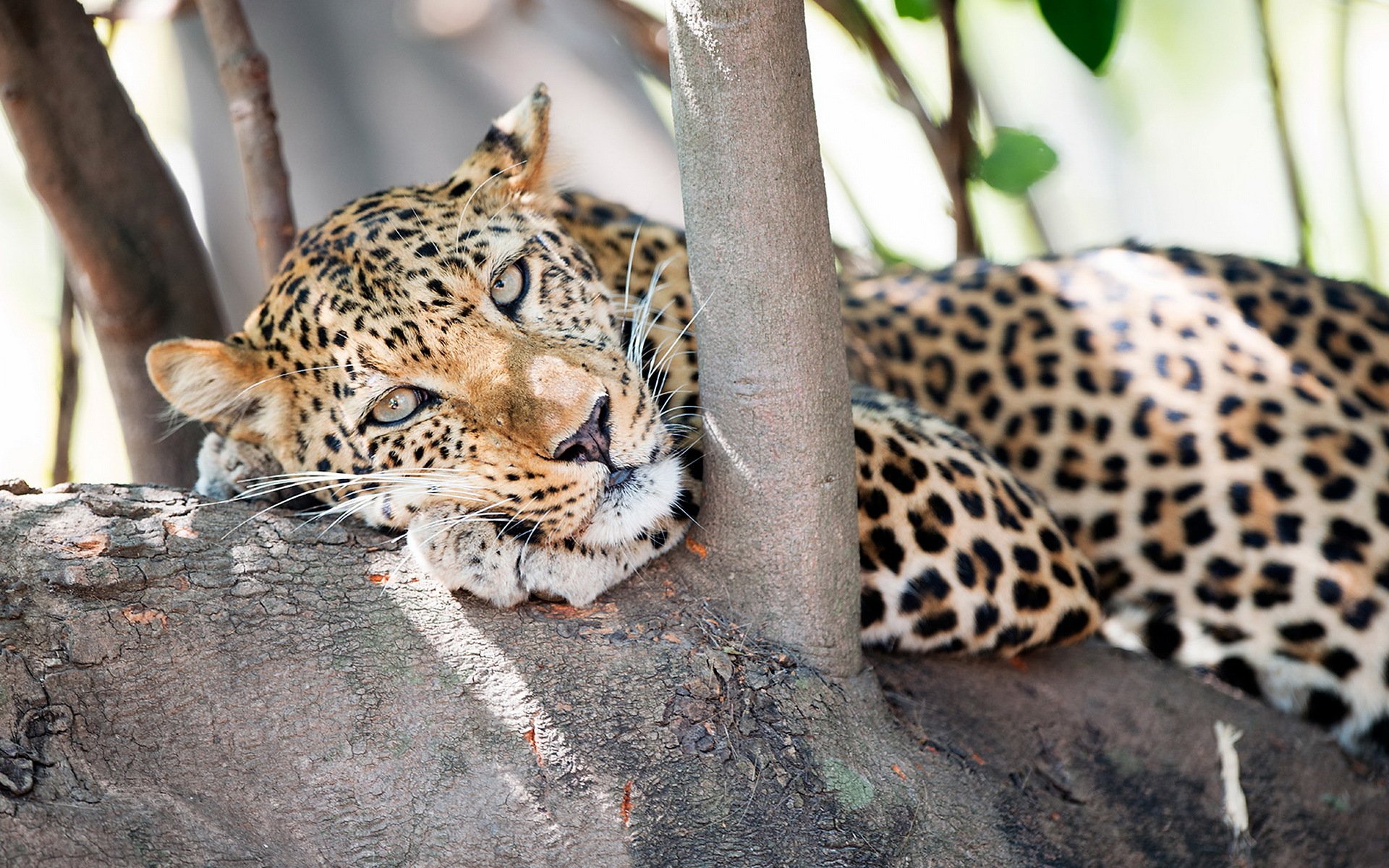 leopard predator face tree view