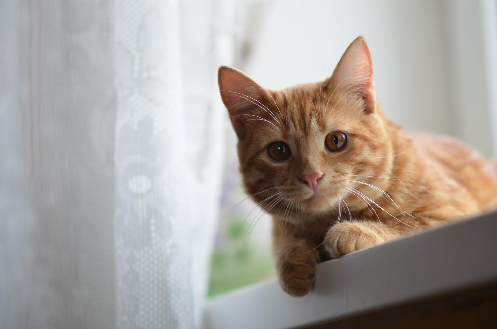 gatto rosso lana baffi sguardo