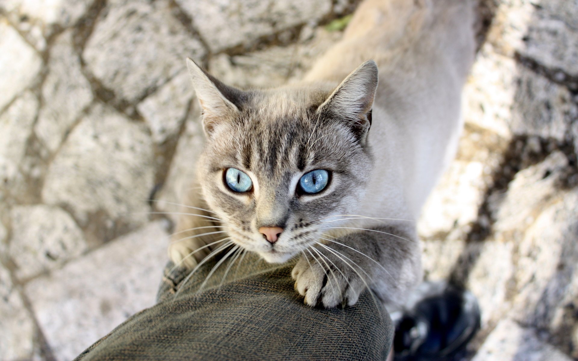 gatto lana sguardo gamba dei pantaloni