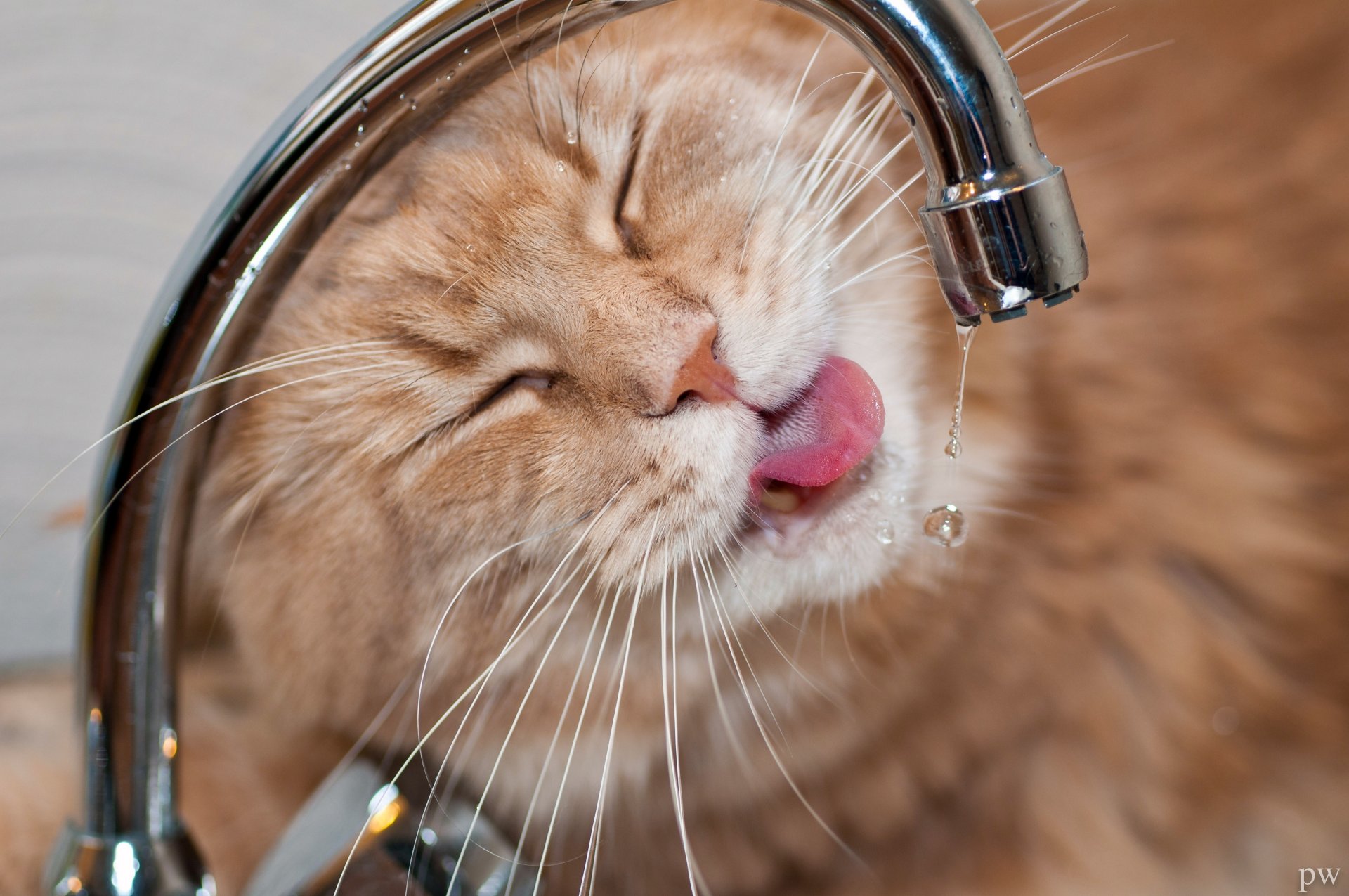 maine coon katze kote schnauze durst wasserhahn wasser tropfen