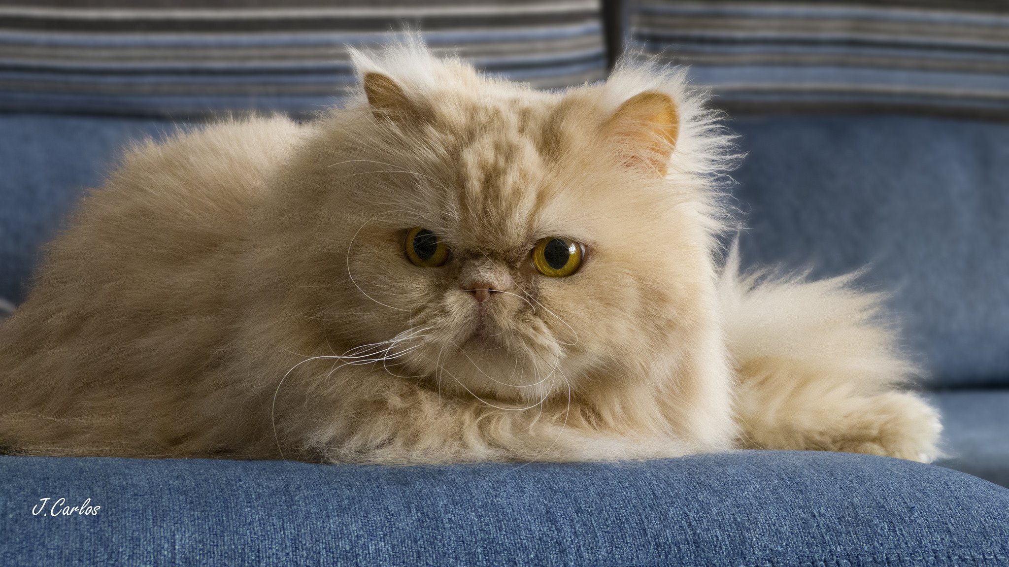 gato persa persa gato peludo pelirroja bigote mirada