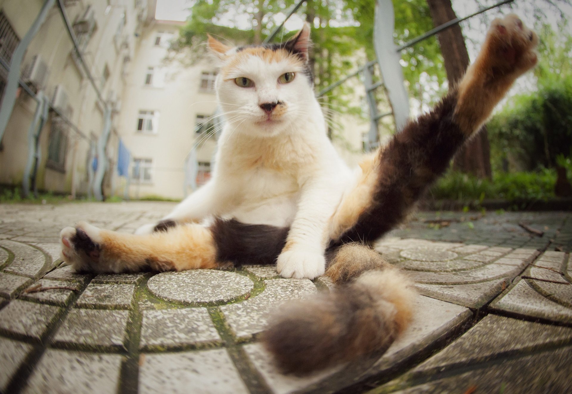 cat kote view pug feet