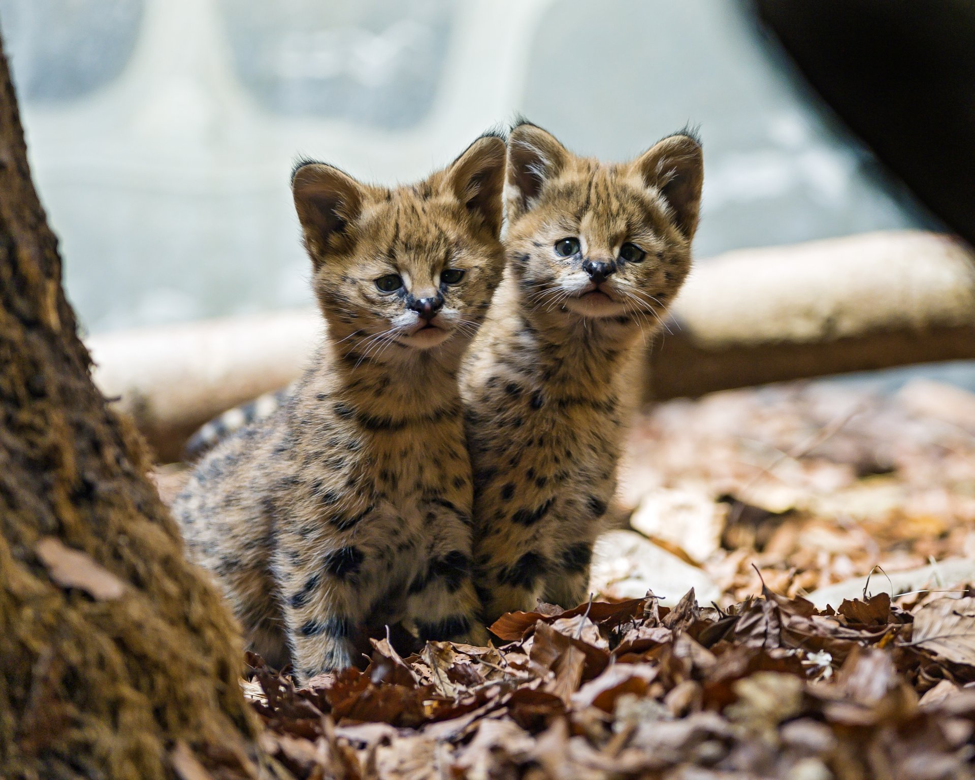 serval kocięta koty młode małe dzieci liście ©tambako the jaguar