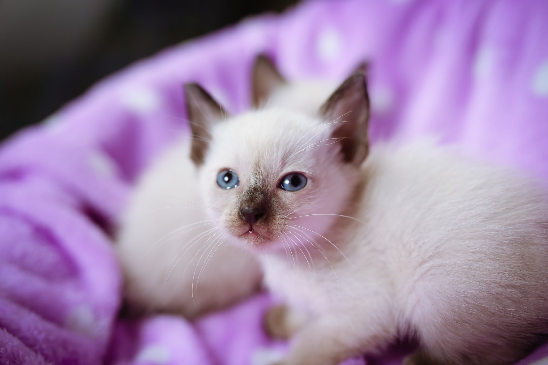 chatons yeux bleus