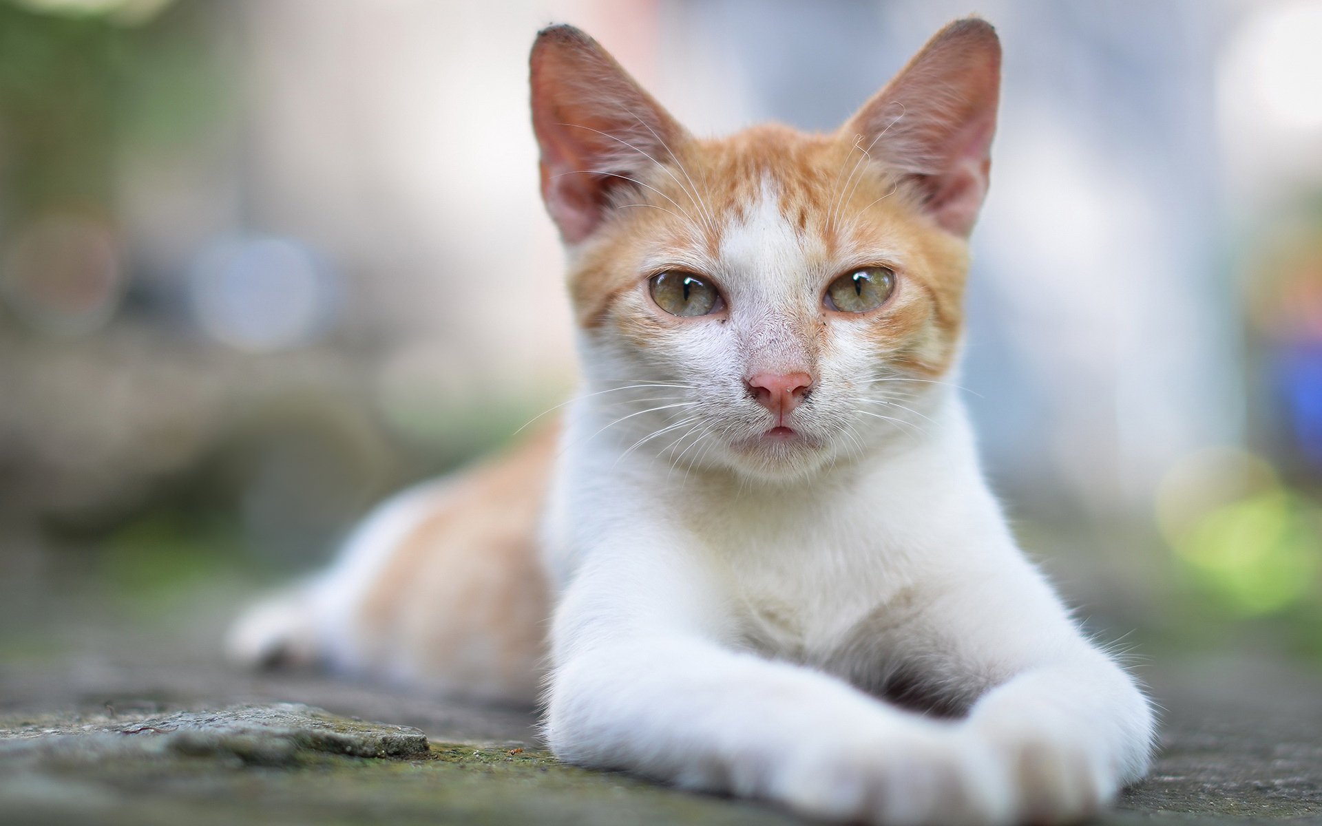 cat white-red pose view portrait reflection